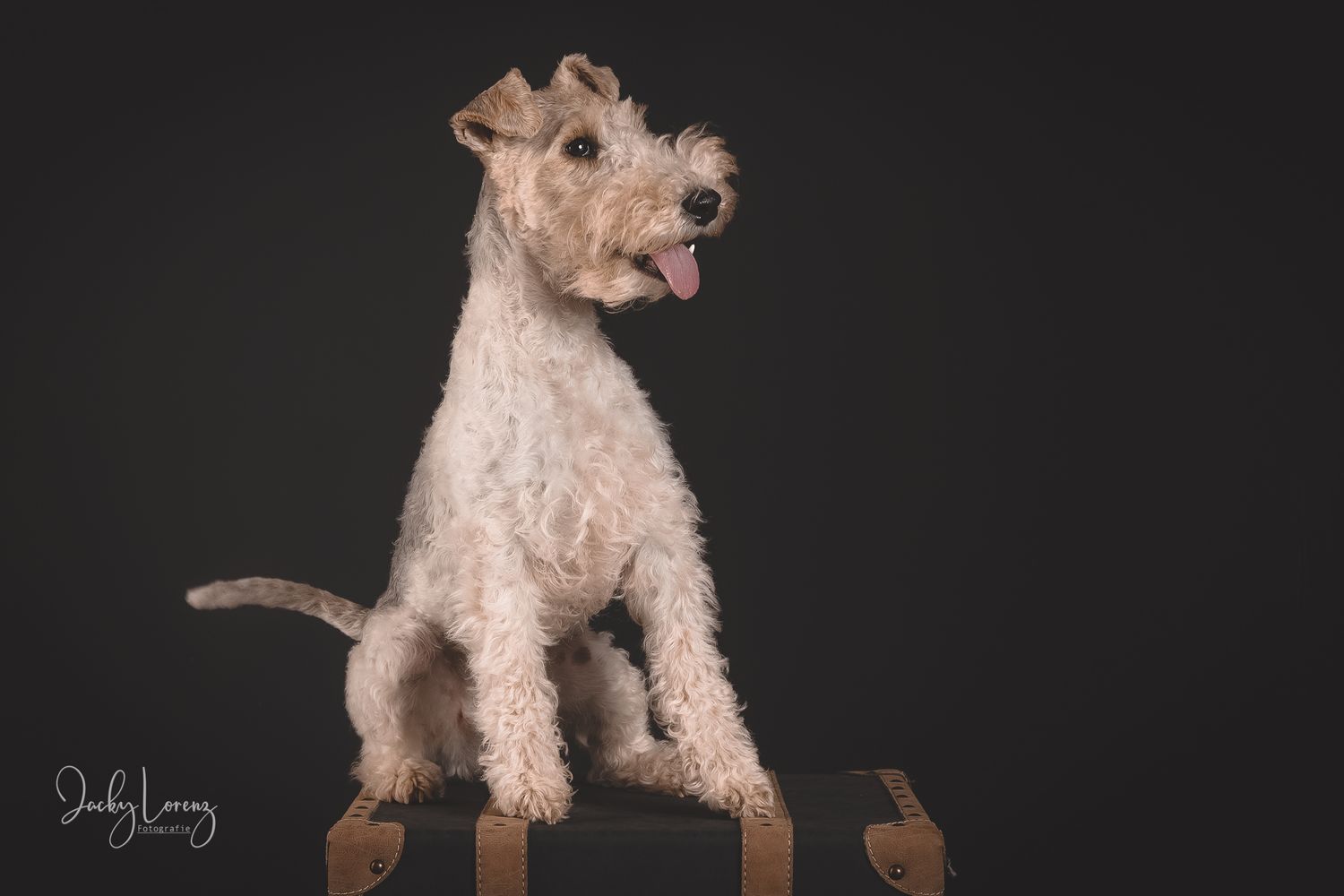 Hundefotografie in Andernach, Westerwald, Koblenz & Umgebung
Mit bedingungsloser Liebe-
unvergessliche Momente von und mit deiner Fellnase