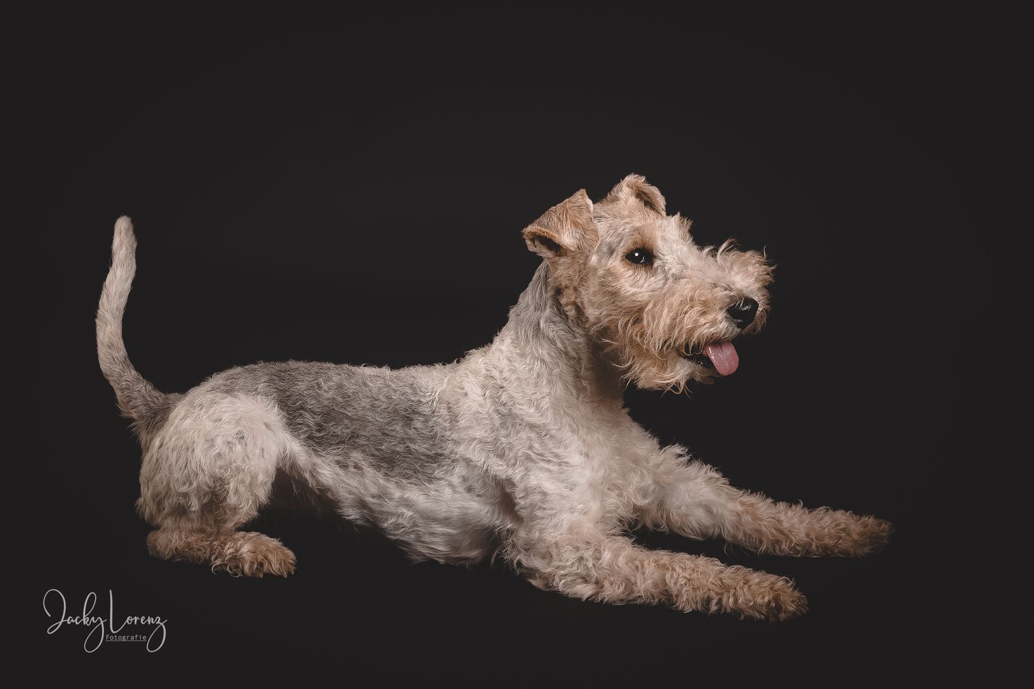 Hundefotografie in Andernach, Westerwald, Koblenz & Umgebung
Mit bedingungsloser Liebe-
unvergessliche Momente von und mit deiner Fellnase