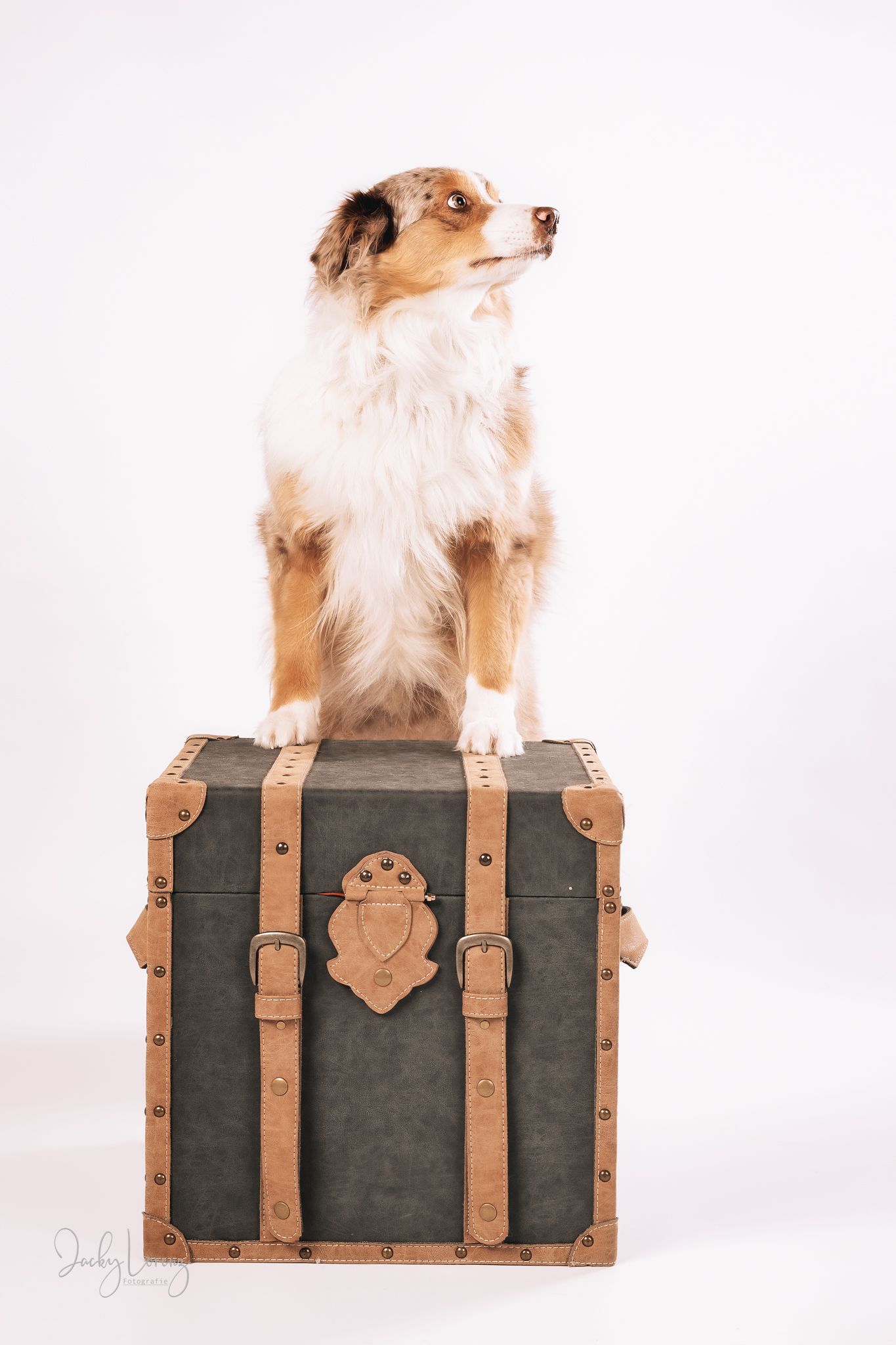 Hundefotografie in Andernach, Westerwald, Koblenz & Umgebung
Mit bedingungsloser Liebe-
unvergessliche Momente von und mit deiner Fellnase