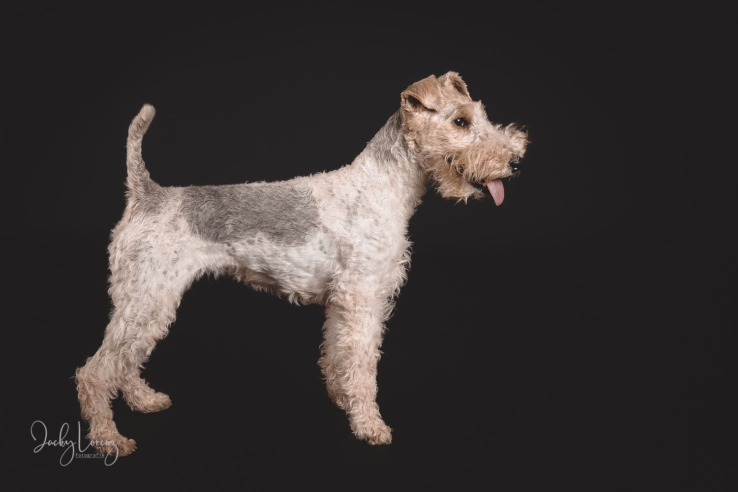 Hundefotografie in Andernach, Westerwald, Koblenz & Umgebung
Mit bedingungsloser Liebe-
unvergessliche Momente von und mit deiner Fellnase