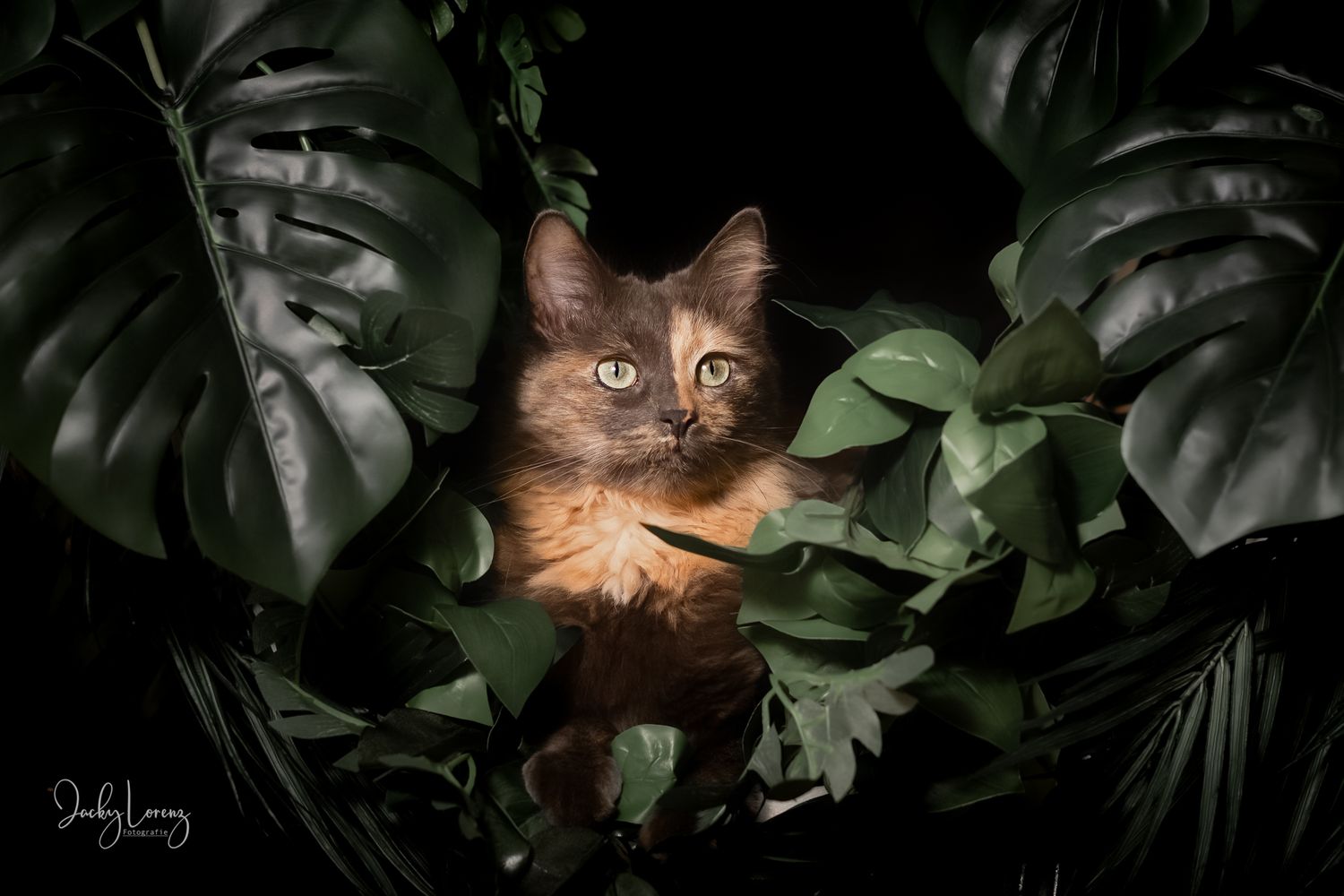Katzenfotografie in RLP
Mit bedingungsloser Liebe-
unvergessliche Momente von und mit deiner Fellnase