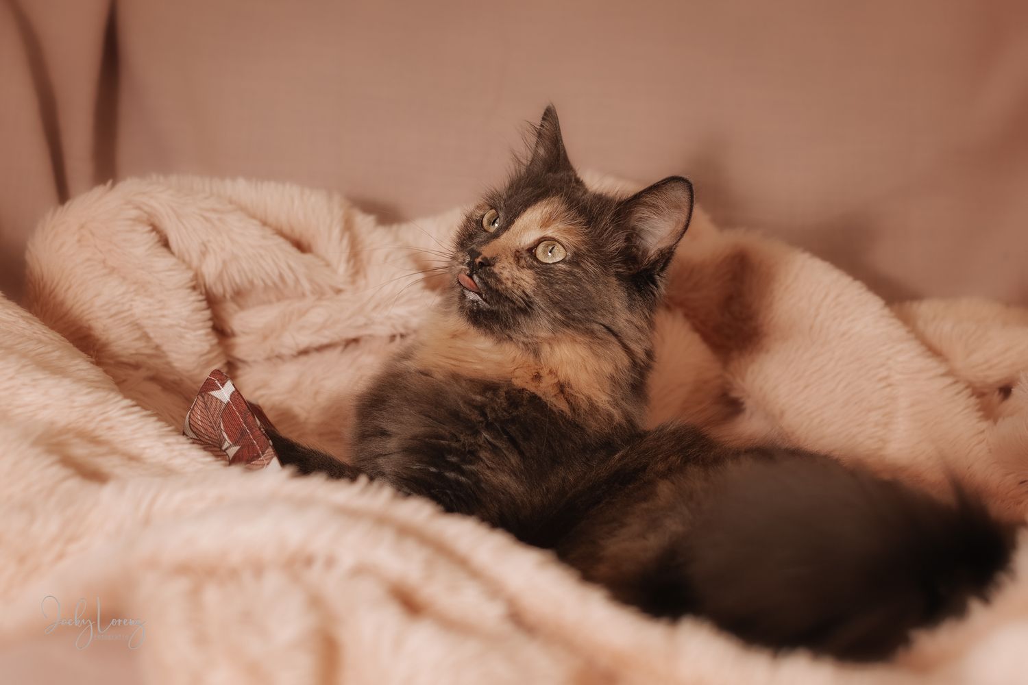 Katzenfotografie in Andernach, Westerwald, Koblenz & Umgebung
Mit bedingungsloser Liebe-
unvergessliche Momente von und mit deiner Fellnase