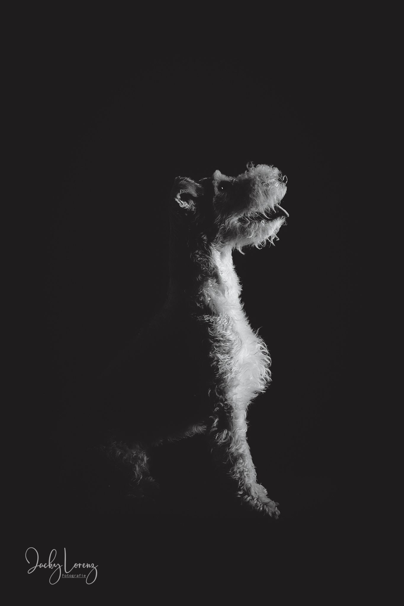 Hundefotografie in Andernach, Westerwald, Koblenz & Umgebung
Mit bedingungsloser Liebe-
unvergessliche Momente von und mit deiner Fellnase