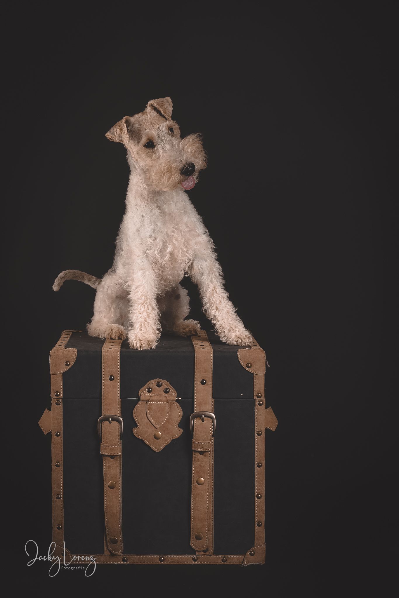 Hundefotografie in Andernach, Westerwald, Koblenz & Umgebung
Mit bedingungsloser Liebe-
unvergessliche Momente von und mit deiner Fellnase