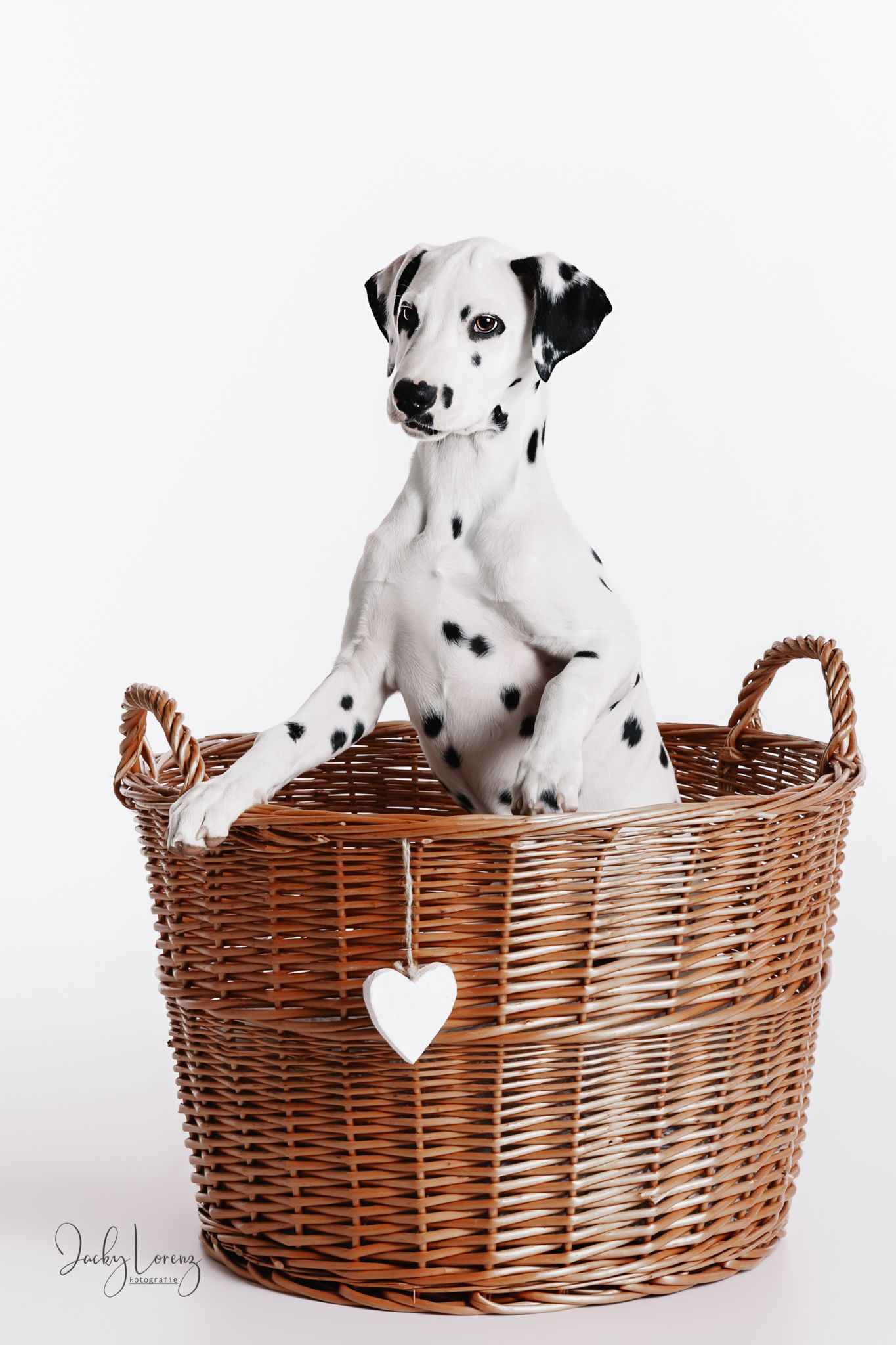 Hundefotografie in Andernach, Westerwald, Koblenz & Umgebung
Mit bedingungsloser Liebe-
unvergessliche Momente von und mit deiner Fellnase