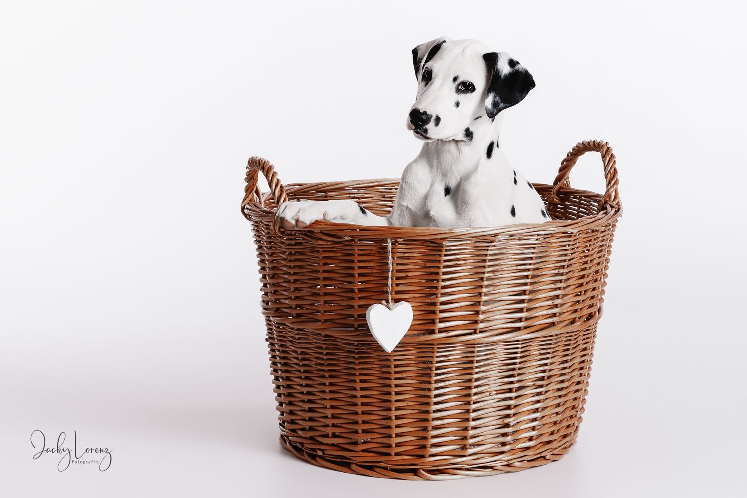 Hundefotografie in Andernach, Westerwald, Koblenz & Umgebung
Mit bedingungsloser Liebe-
unvergessliche Momente von und mit deiner Fellnase