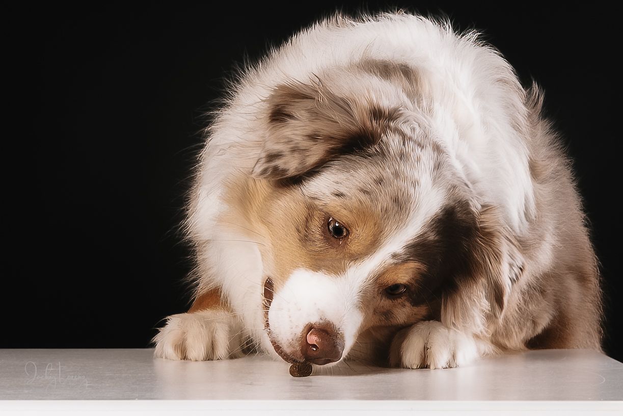 Hundefotografie in Andernach, Westerwald, Koblenz & Umgebung
Mit bedingungsloser Liebe-
unvergessliche Momente von und mit deiner Fellnase