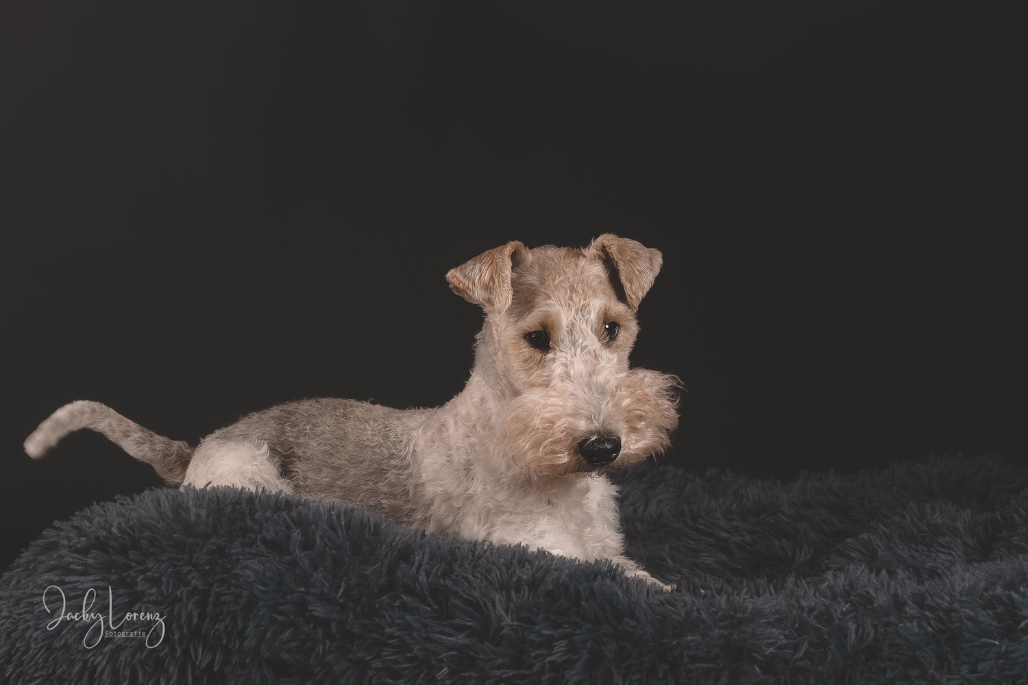Hundefotografie in Andernach, Westerwald, Koblenz & Umgebung
Mit bedingungsloser Liebe-
unvergessliche Momente von und mit deiner Fellnase