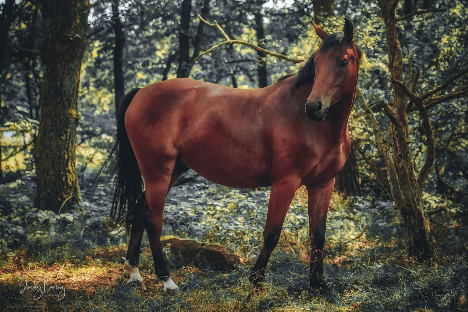 Pferdefotografie in RLP
Mit bedingungsloser Liebe-
unvergessliche Momente von und mit deinem Seelenpferd