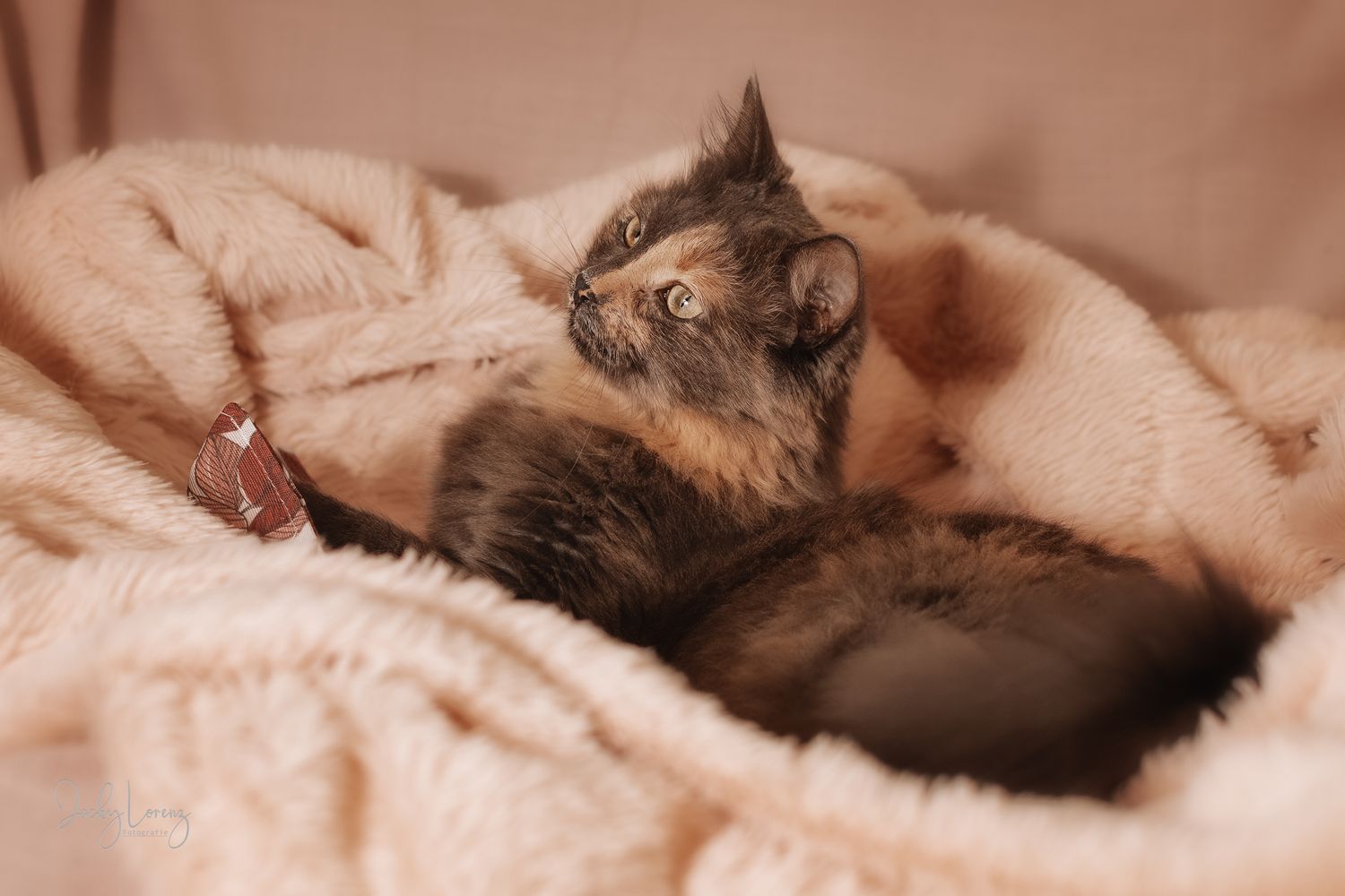 Katzenfotografie in Andernach, Westerwald, Koblenz & Umgebung
Mit bedingungsloser Liebe-
unvergessliche Momente von und mit deiner Fellnase