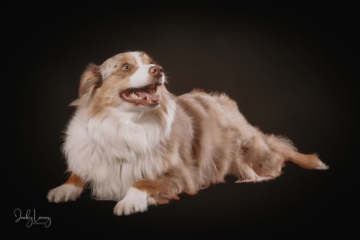 Hundefotografie in Andernach, Westerwald, Koblenz & Umgebung
Mit bedingungsloser Liebe-
unvergessliche Momente von und mit deiner Fellnase