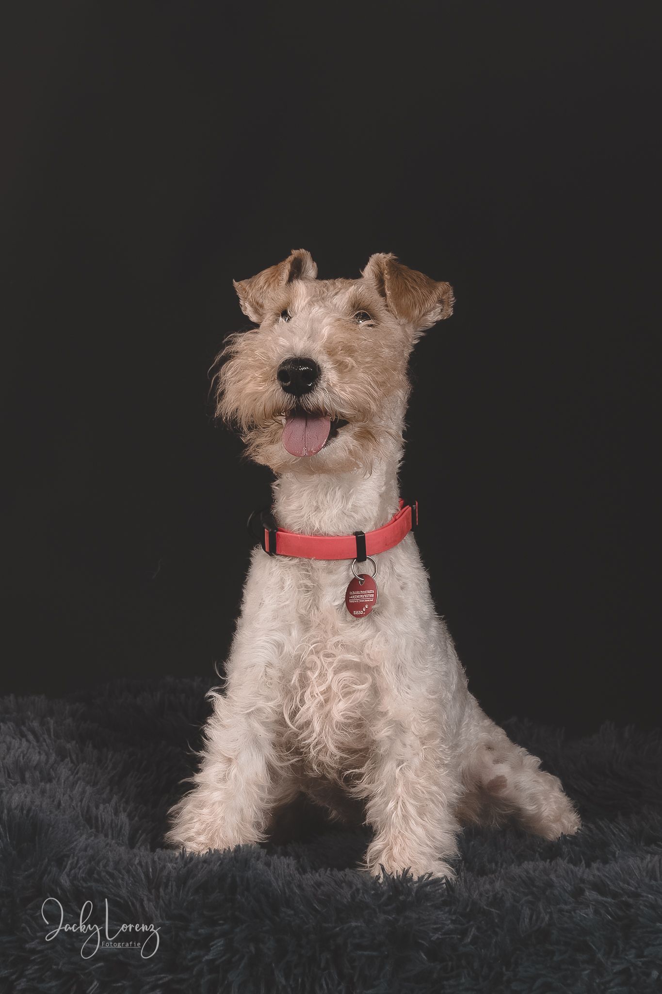 Hundefotografie in Andernach, Westerwald, Koblenz & Umgebung
Mit bedingungsloser Liebe-
unvergessliche Momente von und mit deiner Fellnase