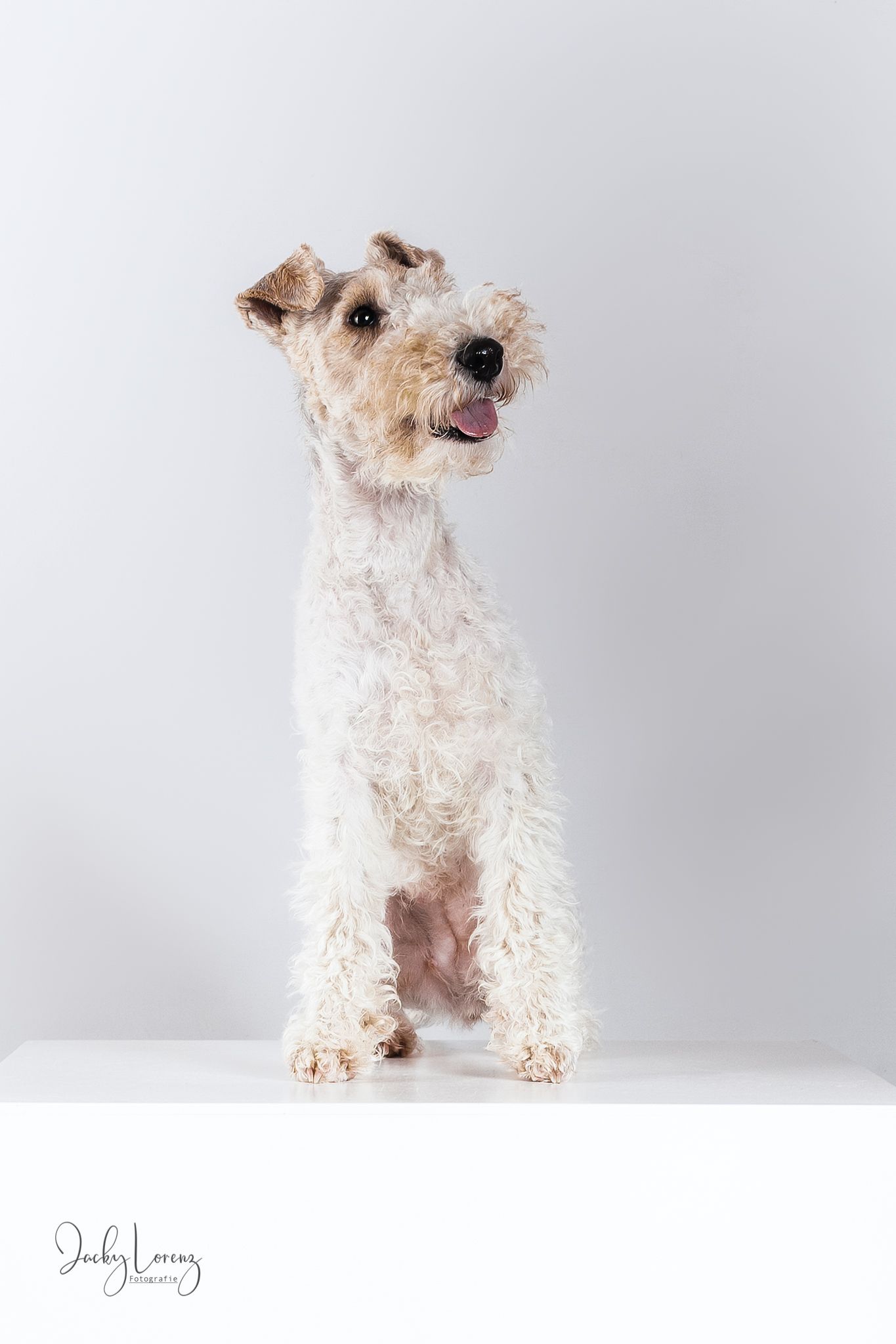 Hundefotografie in Andernach, Westerwald, Koblenz & Umgebung
Mit bedingungsloser Liebe-
unvergessliche Momente von und mit deiner Fellnase