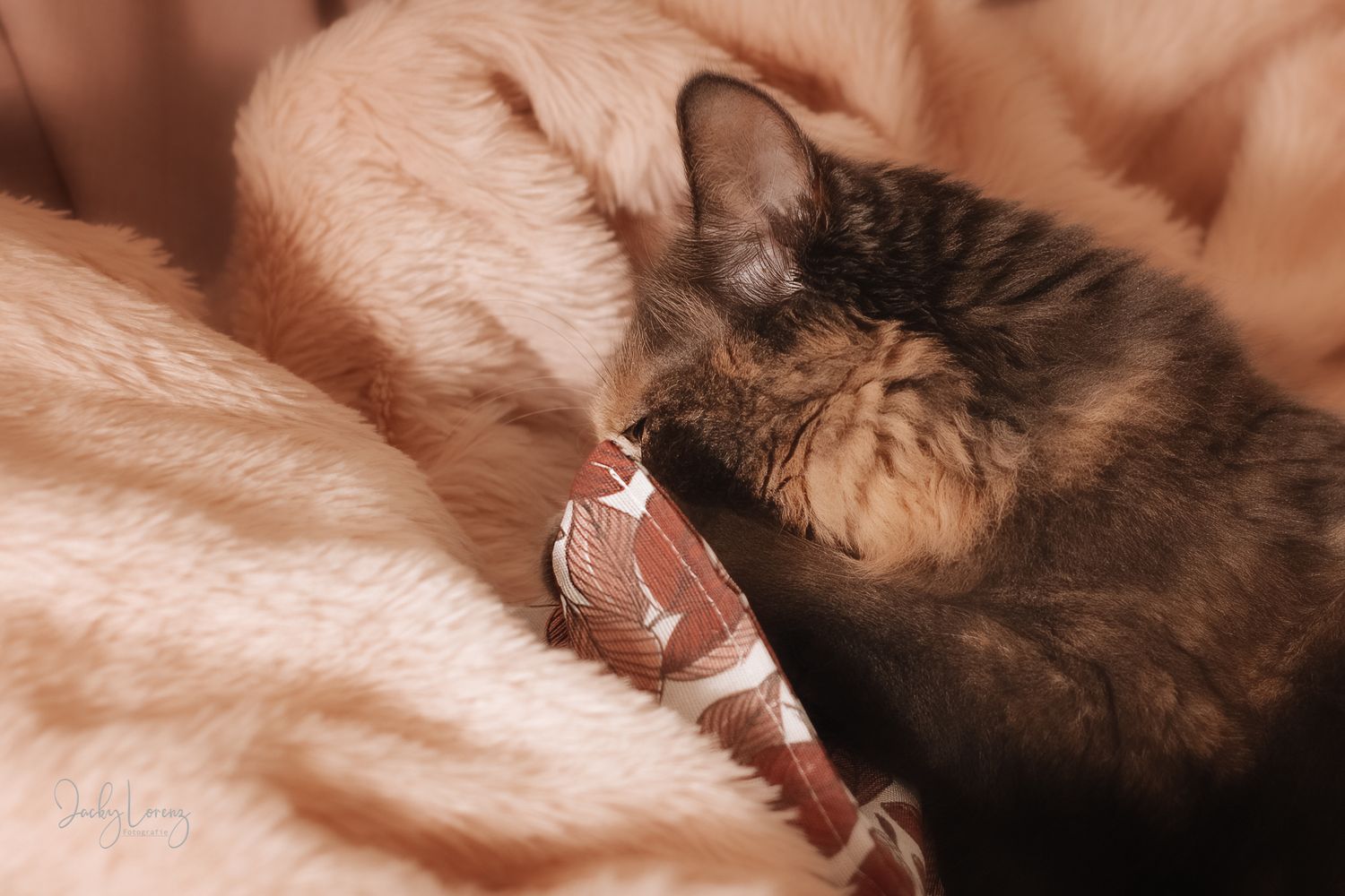 Katzenfotografie in Andernach, Westerwald, Koblenz & Umgebung
Mit bedingungsloser Liebe-
unvergessliche Momente von und mit deiner Fellnase