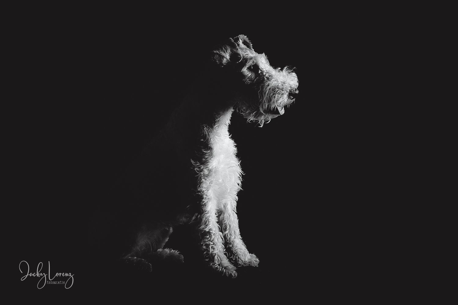 Hundefotografie in Andernach, Westerwald, Koblenz & Umgebung
Mit bedingungsloser Liebe-
unvergessliche Momente von und mit deiner Fellnase