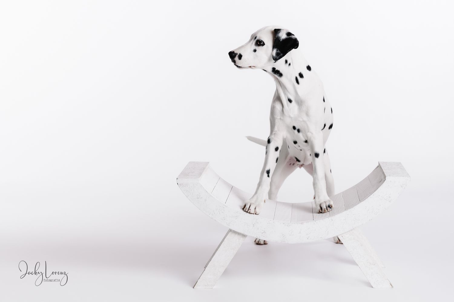 Hundefotografie in Andernach, Westerwald, Koblenz & Umgebung
Mit bedingungsloser Liebe-
unvergessliche Momente von und mit deiner Fellnase