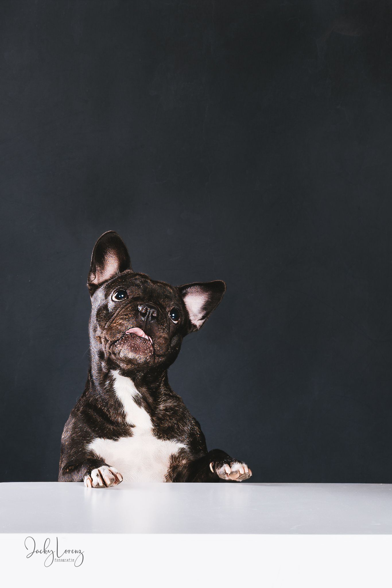 Hundefotografie in Andernach, Westerwald, Koblenz & Umgebung
Mit bedingungsloser Liebe-
unvergessliche Momente von und mit deiner Fellnase