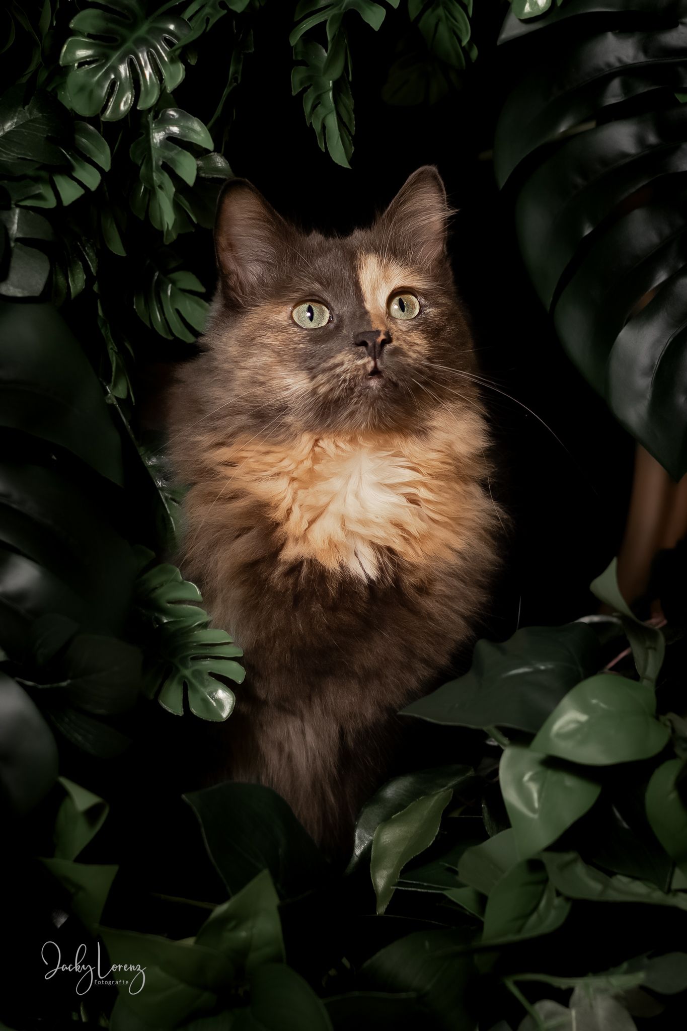 Katzenfotografie in RLP
Mit bedingungsloser Liebe-
unvergessliche Momente von und mit deiner Fellnase