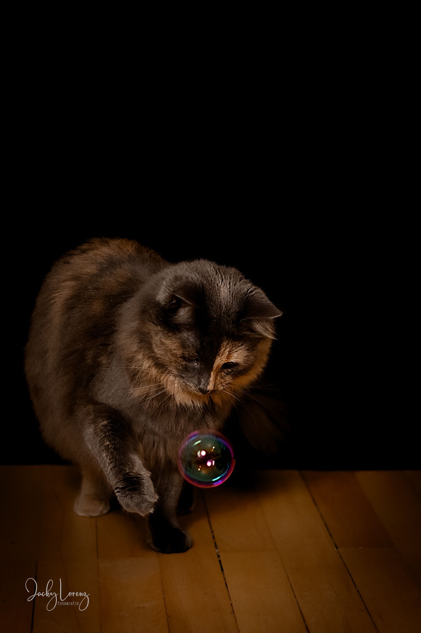 Katzenfotografie in RLP
Mit bedingungsloser Liebe-
unvergessliche Momente von und mit deiner Fellnase