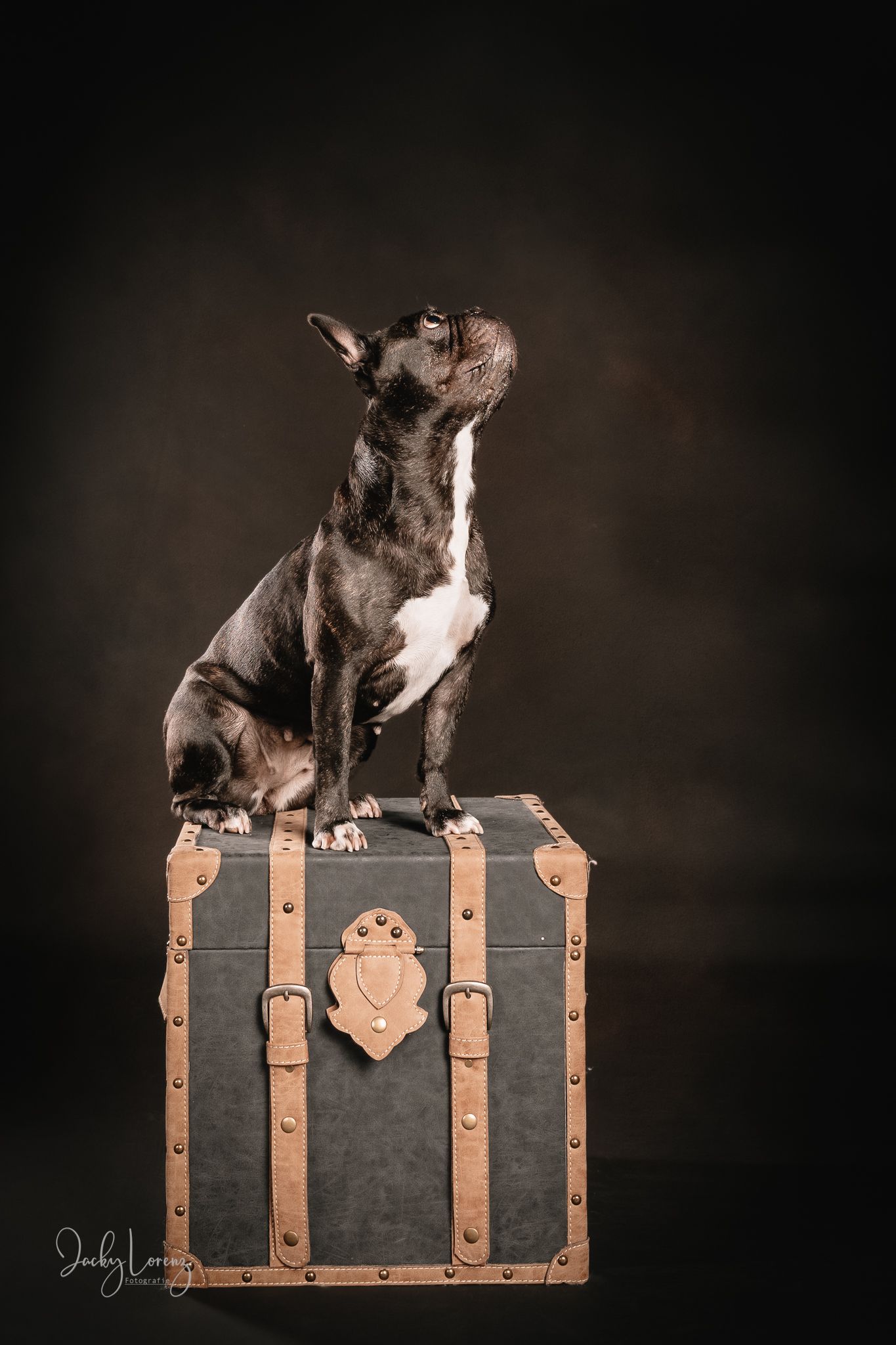 Hundefotografie in Andernach, Westerwald, Koblenz & Umgebung
Mit bedingungsloser Liebe-
unvergessliche Momente von und mit deiner Fellnase