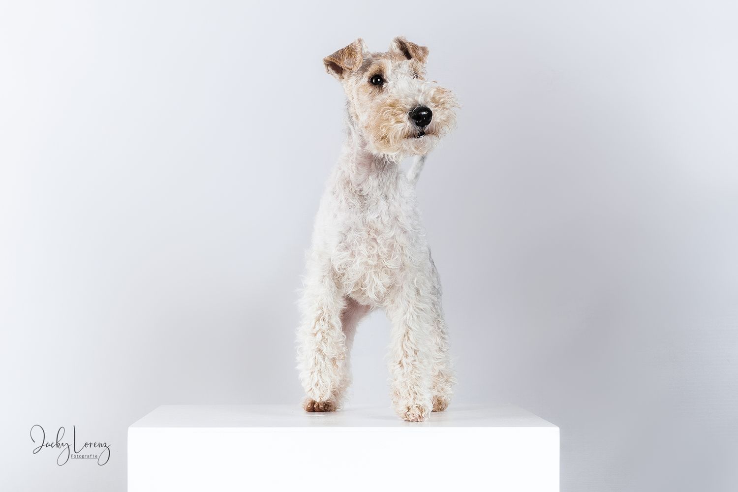 Hundefotografie in Andernach, Westerwald, Koblenz & Umgebung
Mit bedingungsloser Liebe-
unvergessliche Momente von und mit deiner Fellnase