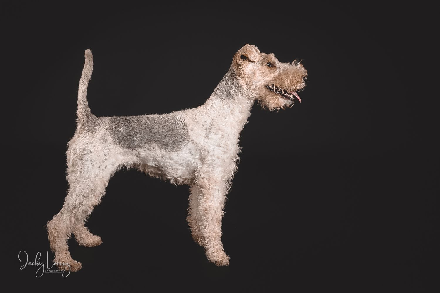 Hundefotografie in Andernach, Westerwald, Koblenz & Umgebung
Mit bedingungsloser Liebe-
unvergessliche Momente von und mit deiner Fellnase