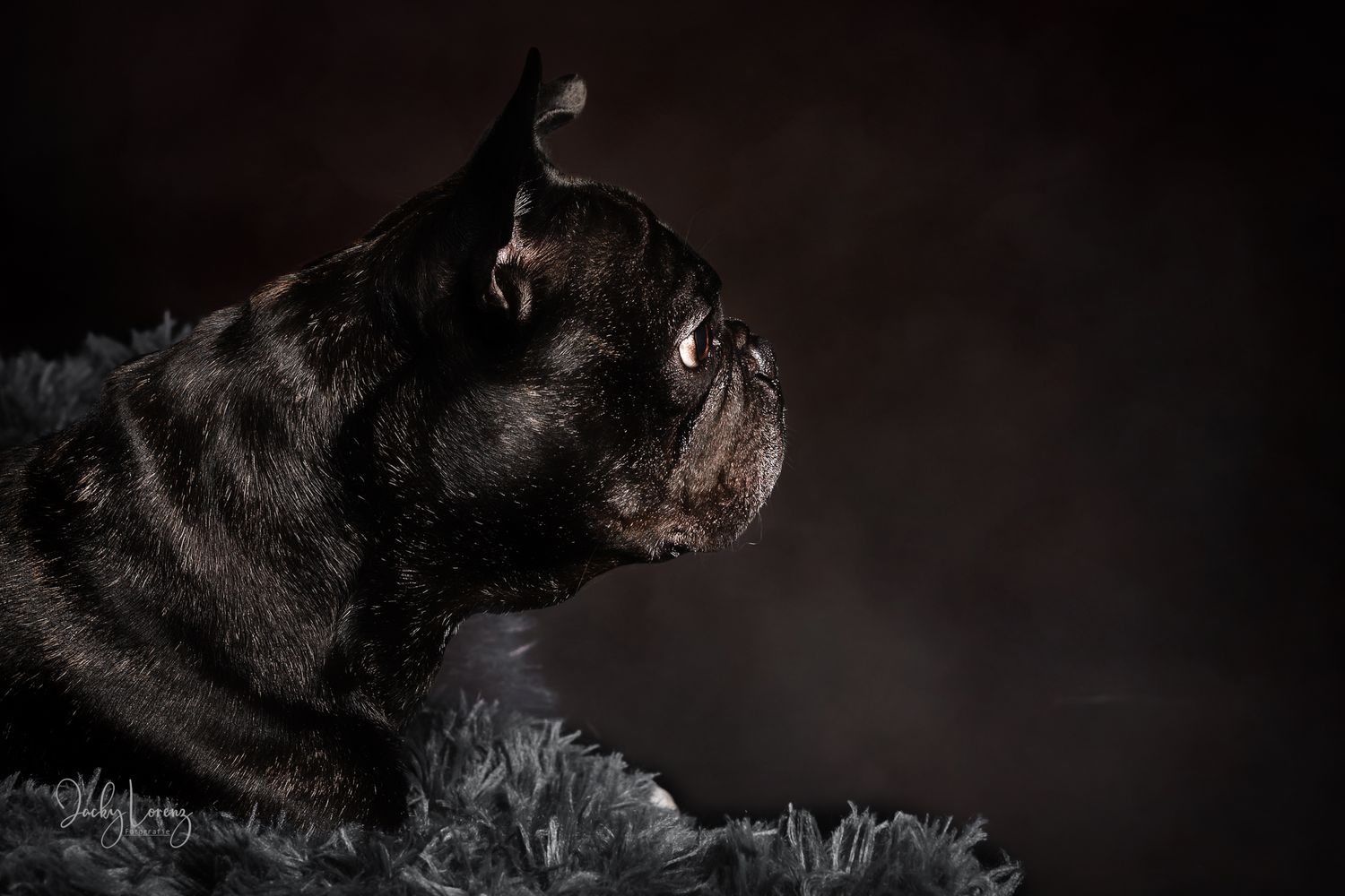 Hundefotografie in Andernach, Westerwald, Koblenz & Umgebung
Mit bedingungsloser Liebe-
unvergessliche Momente von und mit deiner Fellnase