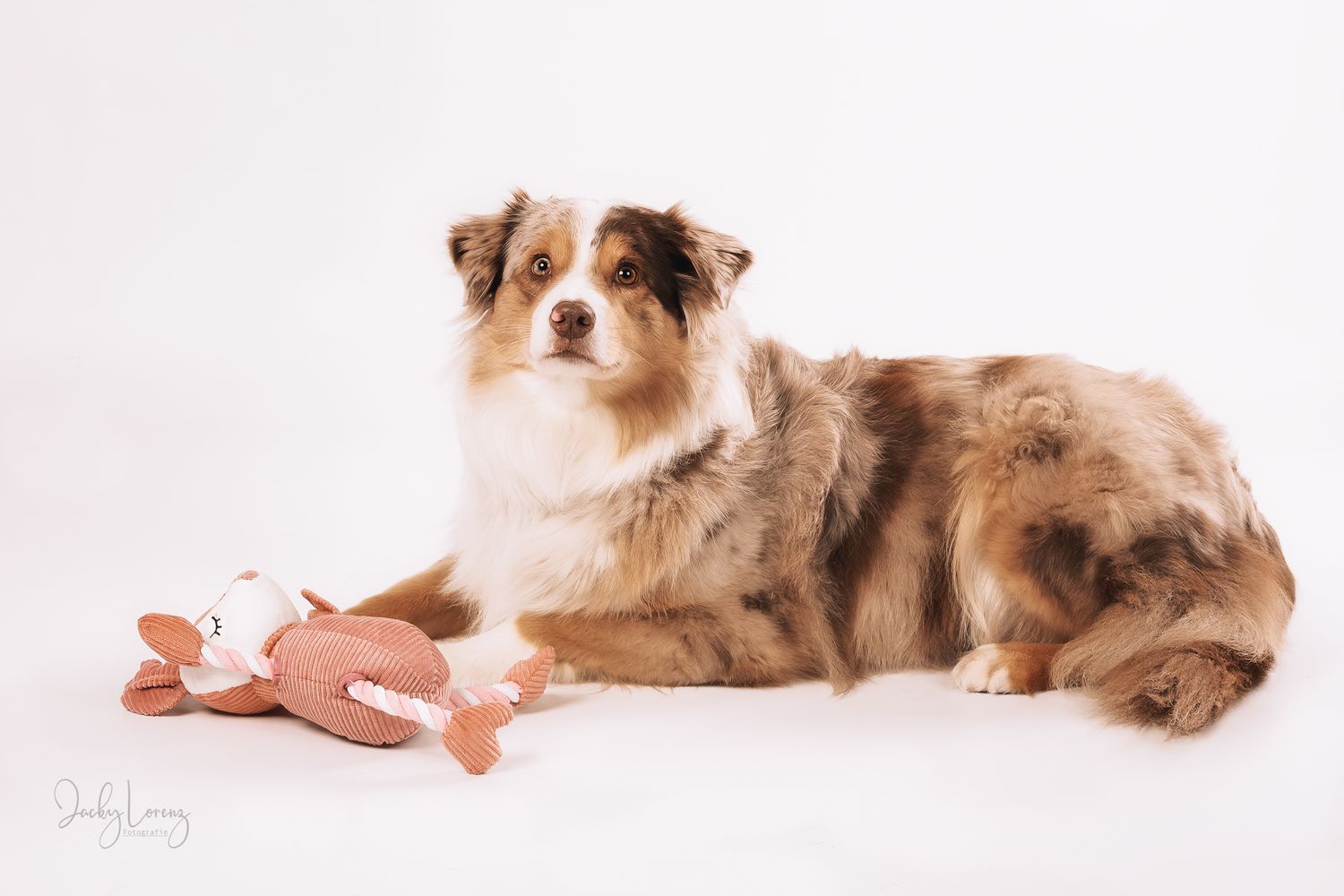 Hundefotografie in Andernach, Westerwald, Koblenz & Umgebung
Mit bedingungsloser Liebe-
unvergessliche Momente von und mit deiner Fellnase