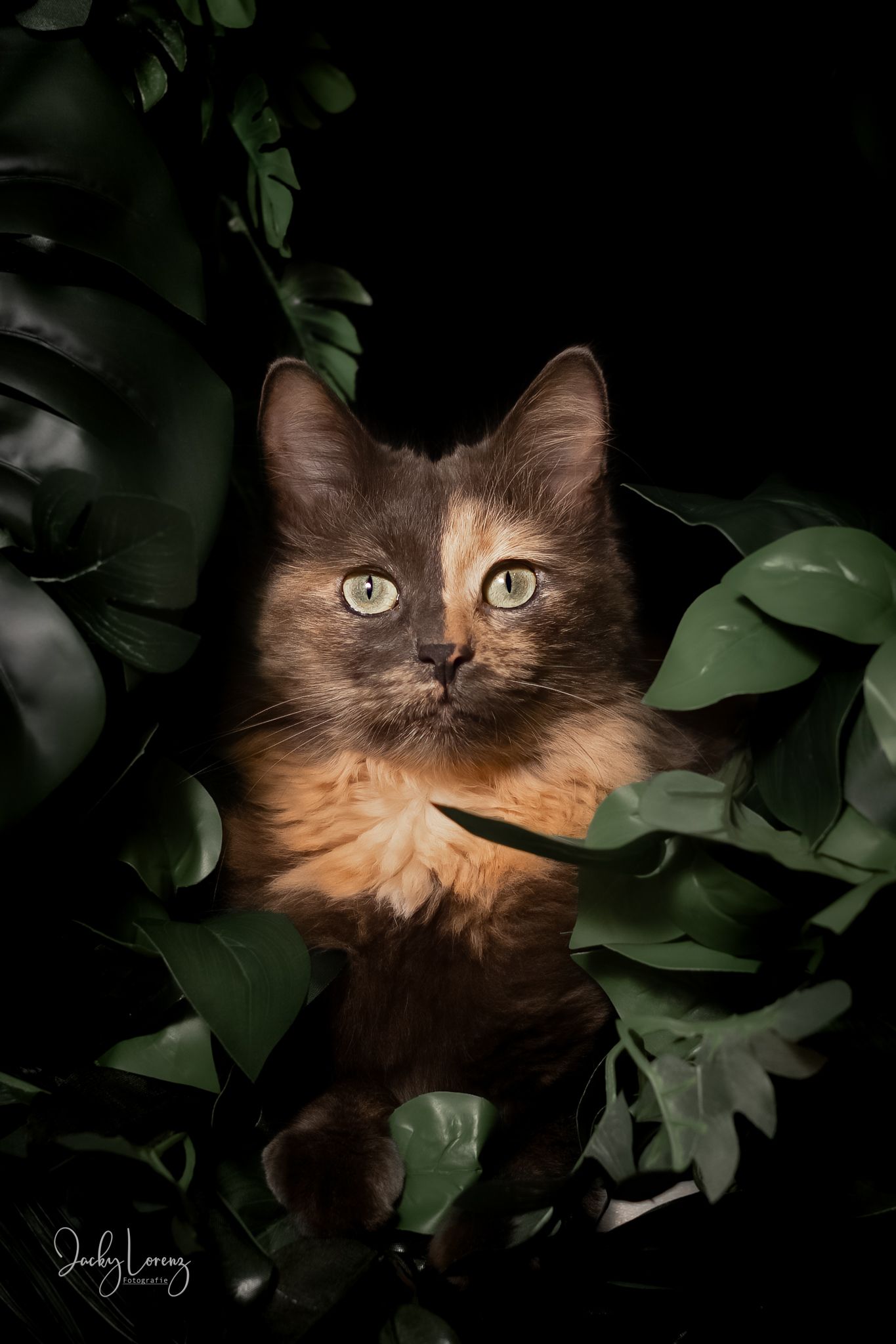 Katzenfotografie in RLP
Mit bedingungsloser Liebe-
unvergessliche Momente von und mit deiner Fellnase