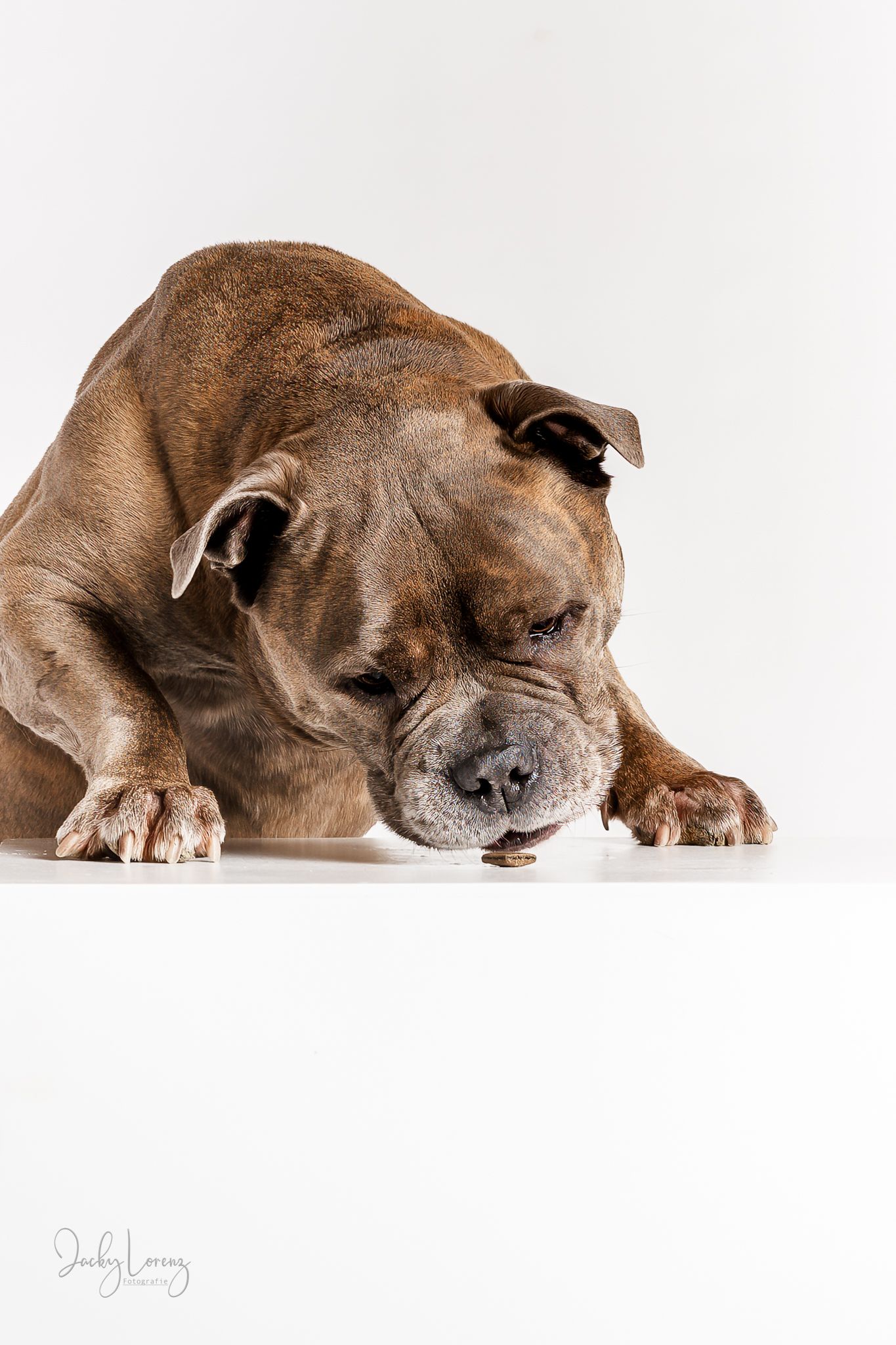 Hundefotografie in Andernach, Westerwald, Koblenz & Umgebung
Mit bedingungsloser Liebe-
unvergessliche Momente von und mit deiner Fellnase