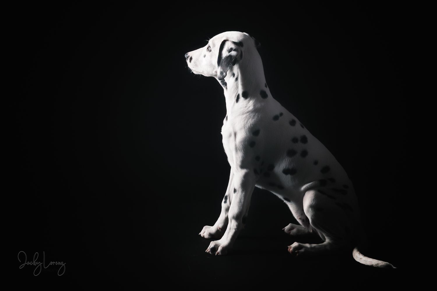 Hundefotografie in Andernach, Westerwald, Koblenz & Umgebung
Mit bedingungsloser Liebe-
unvergessliche Momente von und mit deiner Fellnase