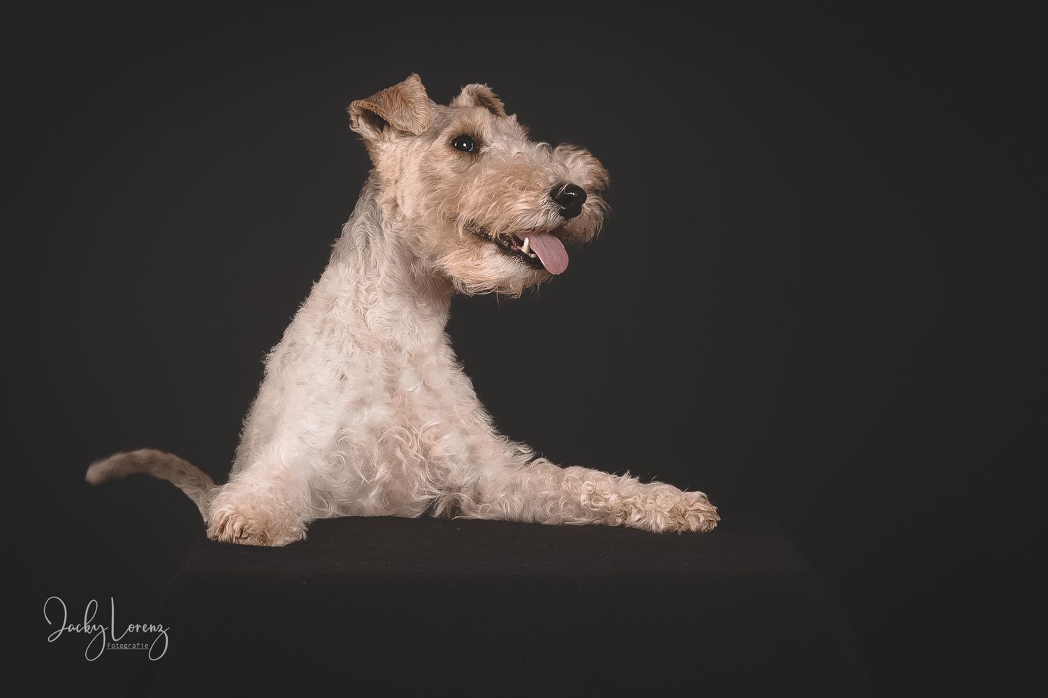 Hundefotografie in Andernach, Westerwald, Koblenz & Umgebung
Mit bedingungsloser Liebe-
unvergessliche Momente von und mit deiner Fellnase