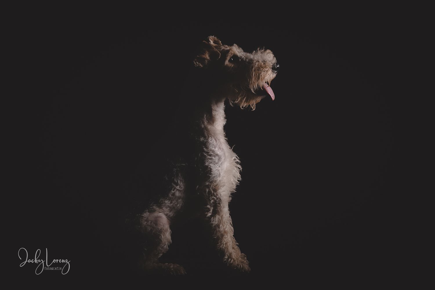 Hundefotografie in Andernach, Westerwald, Koblenz & Umgebung
Mit bedingungsloser Liebe-
unvergessliche Momente von und mit deiner Fellnase