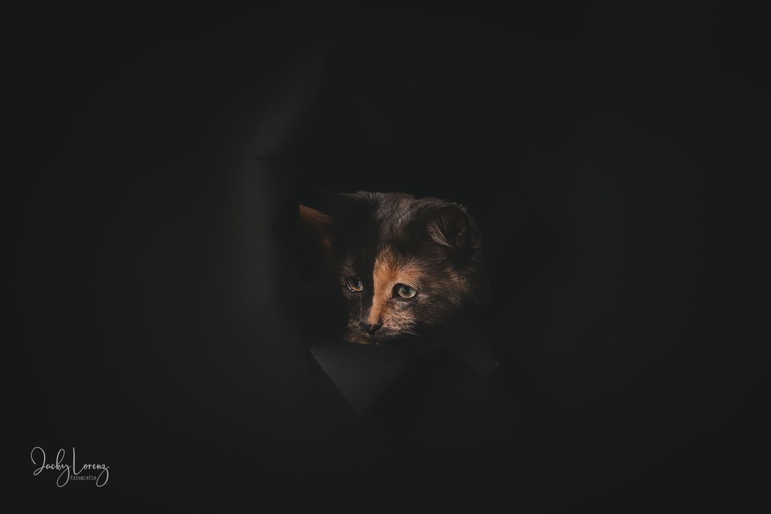 Katzenfotografie in Andernach, Westerwald, Koblenz & Umgebung
Mit bedingungsloser Liebe-
unvergessliche Momente von und mit deiner Fellnase