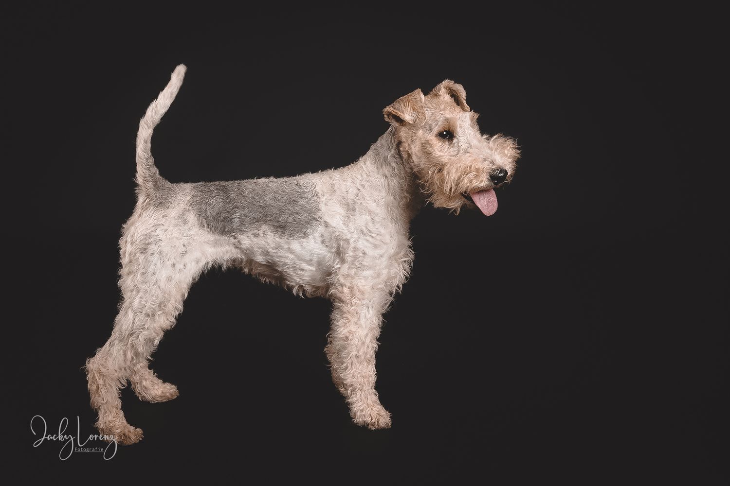 Hundefotografie in Andernach, Westerwald, Koblenz & Umgebung
Mit bedingungsloser Liebe-
unvergessliche Momente von und mit deiner Fellnase