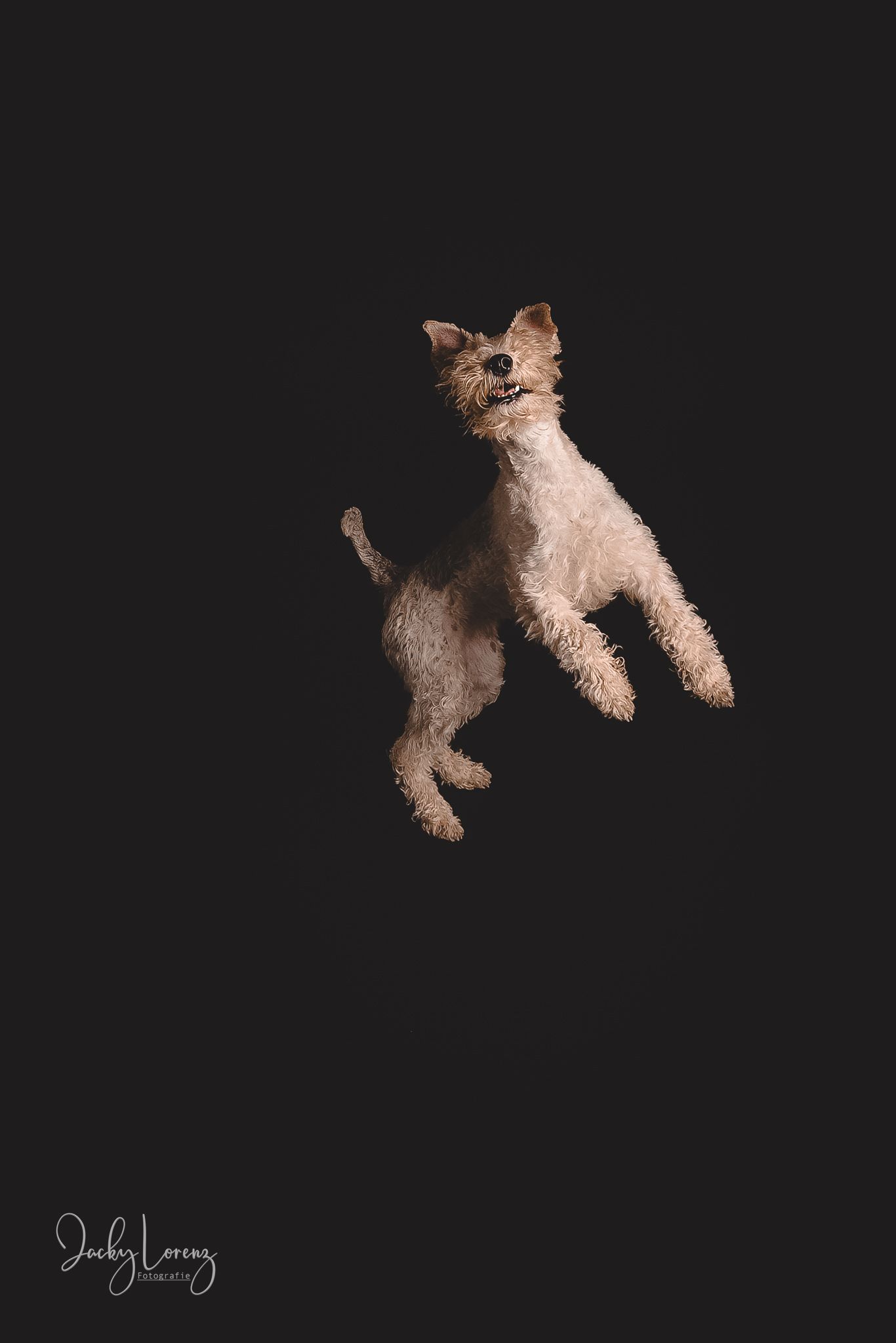 Hundefotografie in Andernach, Westerwald, Koblenz & Umgebung
Mit bedingungsloser Liebe-
unvergessliche Momente von und mit deiner Fellnase