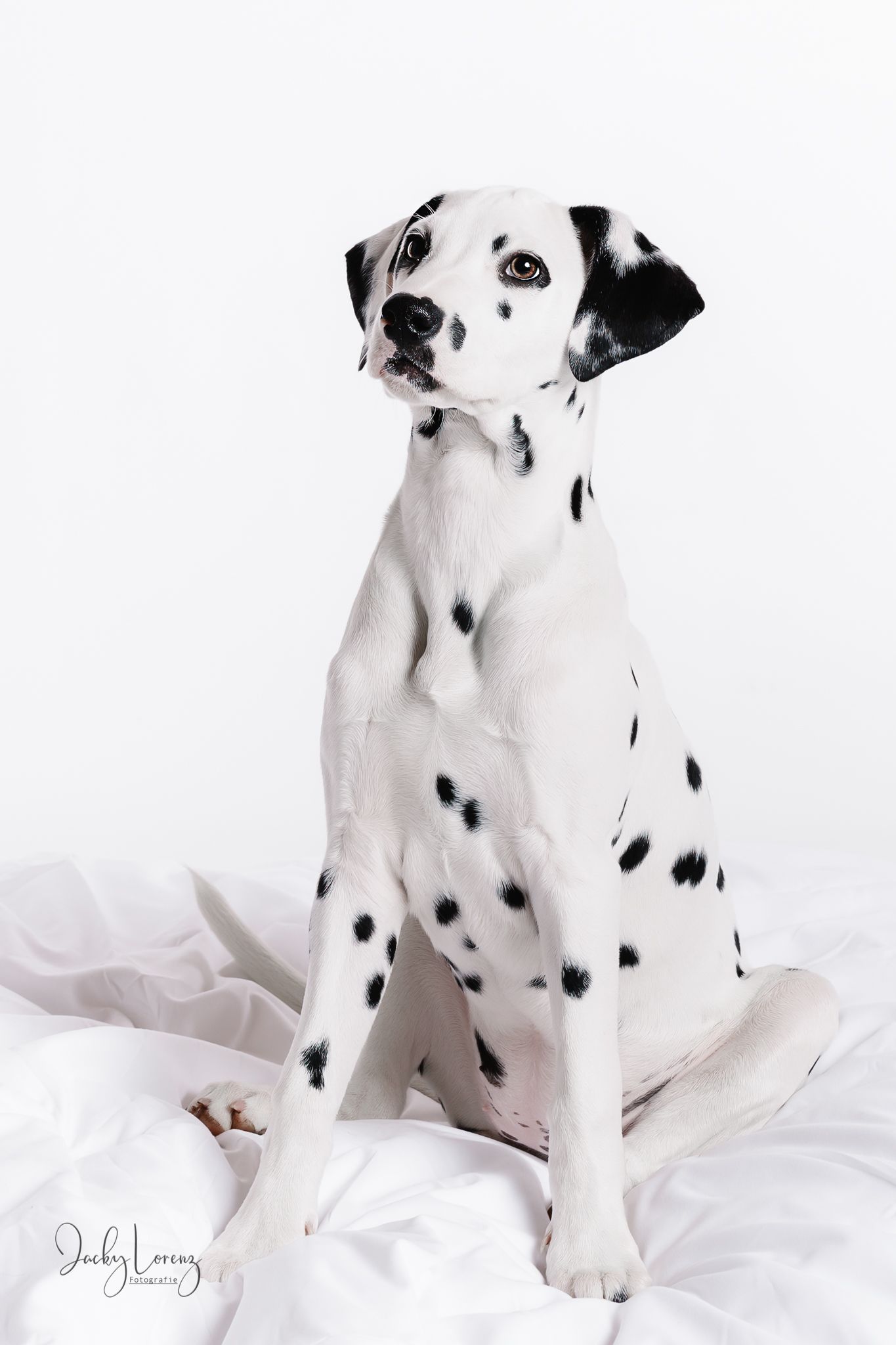 Hundefotografie in Andernach, Westerwald, Koblenz & Umgebung
Mit bedingungsloser Liebe-
unvergessliche Momente von und mit deiner Fellnase
