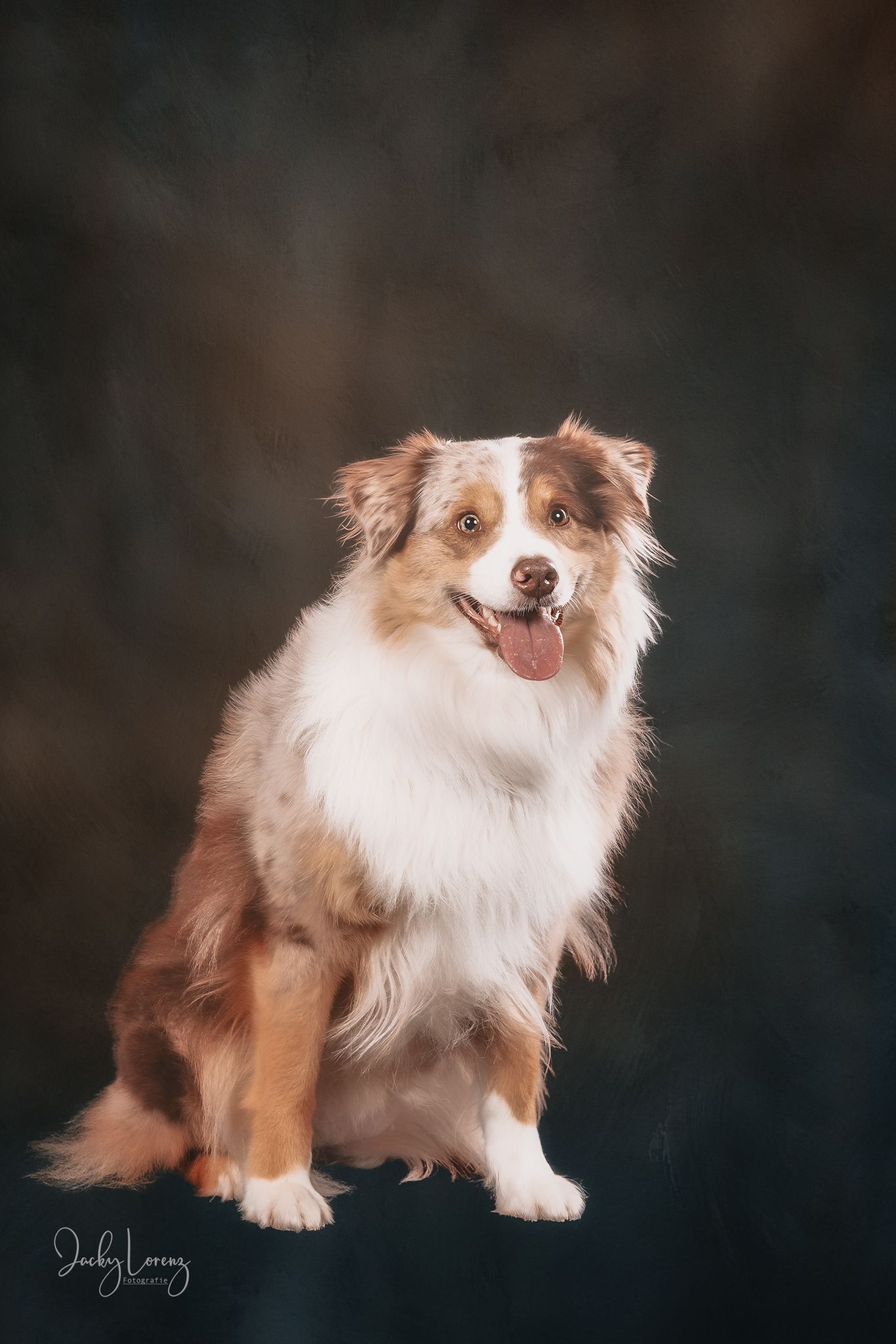 A red and white Australian Shepherd dog poses elegantly against a dark studio background with a happy expression.