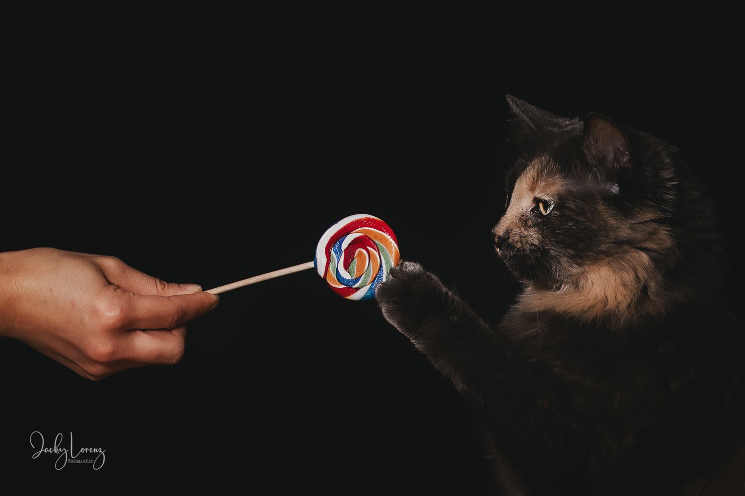 Katzenfotografie in Andernach, Westerwald, Koblenz & Umgebung
Mit bedingungsloser Liebe-
unvergessliche Momente von und mit deiner Fellnase