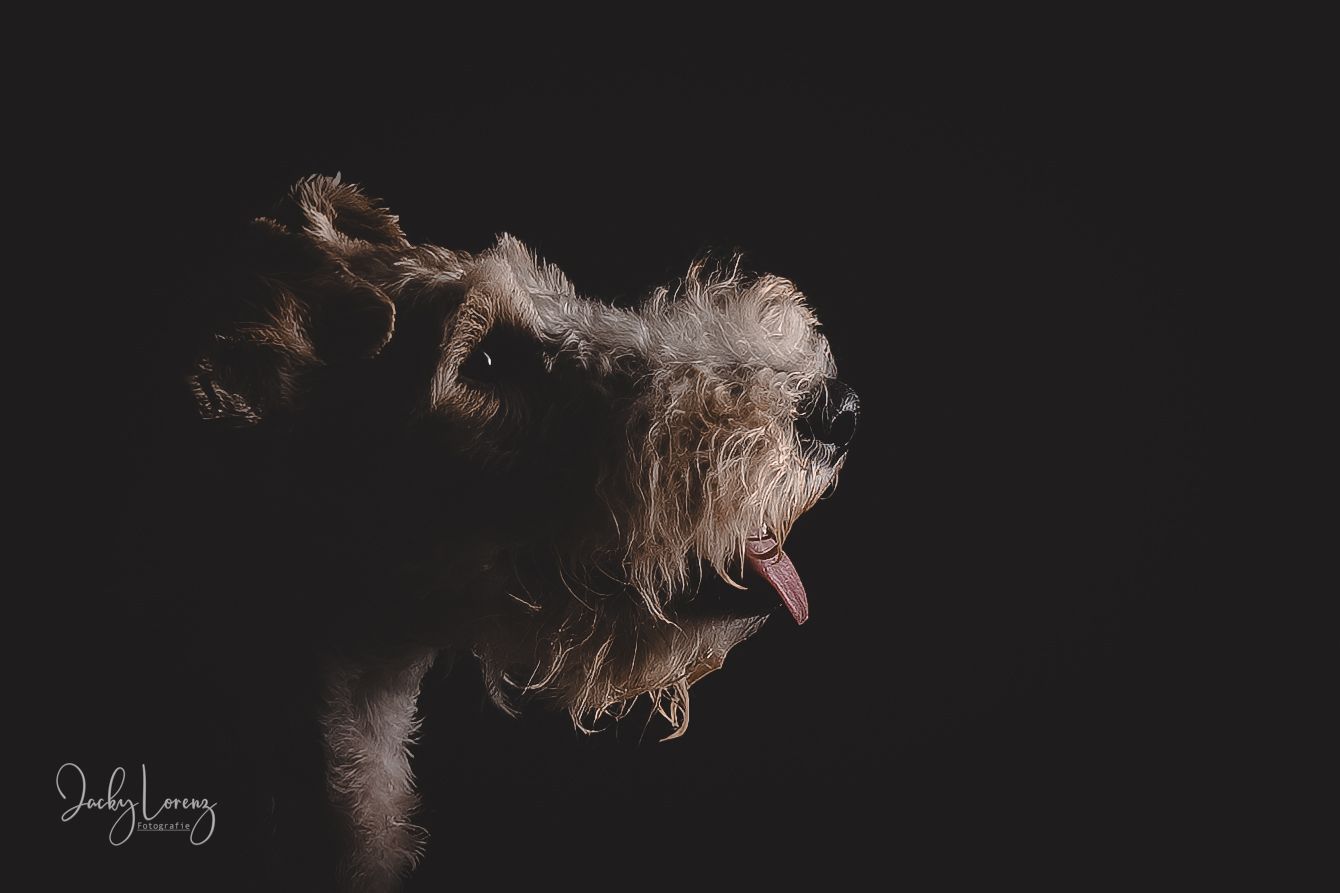 Hundefotografie in Andernach, Westerwald, Koblenz & Umgebung
Mit bedingungsloser Liebe-
unvergessliche Momente von und mit deiner Fellnase