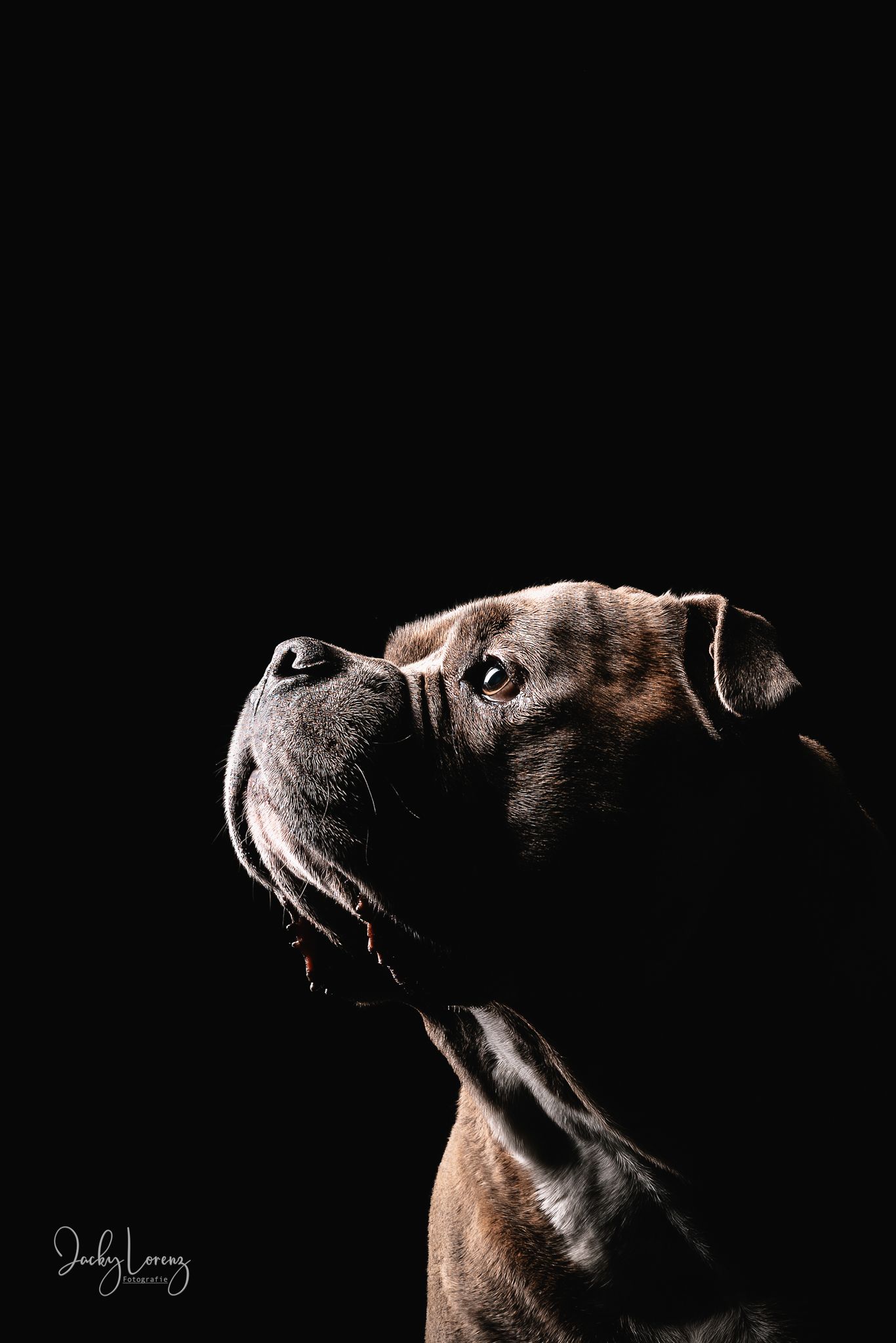 Hundefotografie in Andernach, Westerwald, Koblenz & Umgebung
Mit bedingungsloser Liebe-
unvergessliche Momente von und mit deiner Fellnase