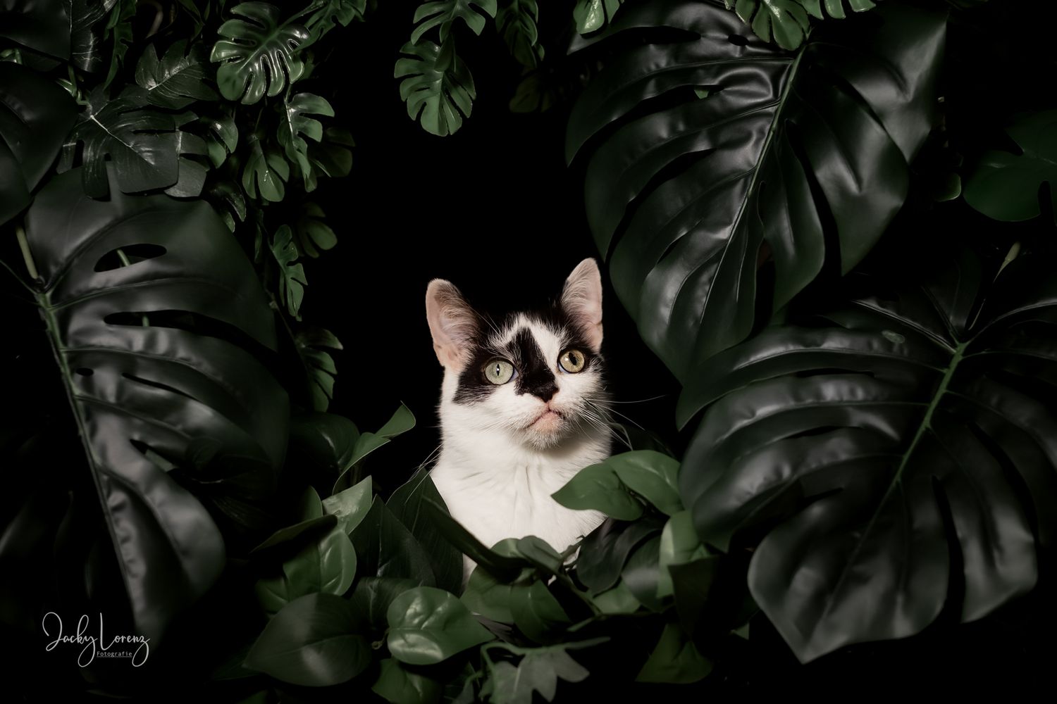 Katzenfotografie in RLP
Mit bedingungsloser Liebe-
unvergessliche Momente von und mit deiner Fellnase