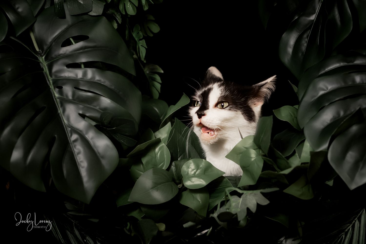 Katzenfotografie in Andernach, Westerwald, Koblenz & Umgebung
Mit bedingungsloser Liebe-
unvergessliche Momente von und mit deiner Fellnase