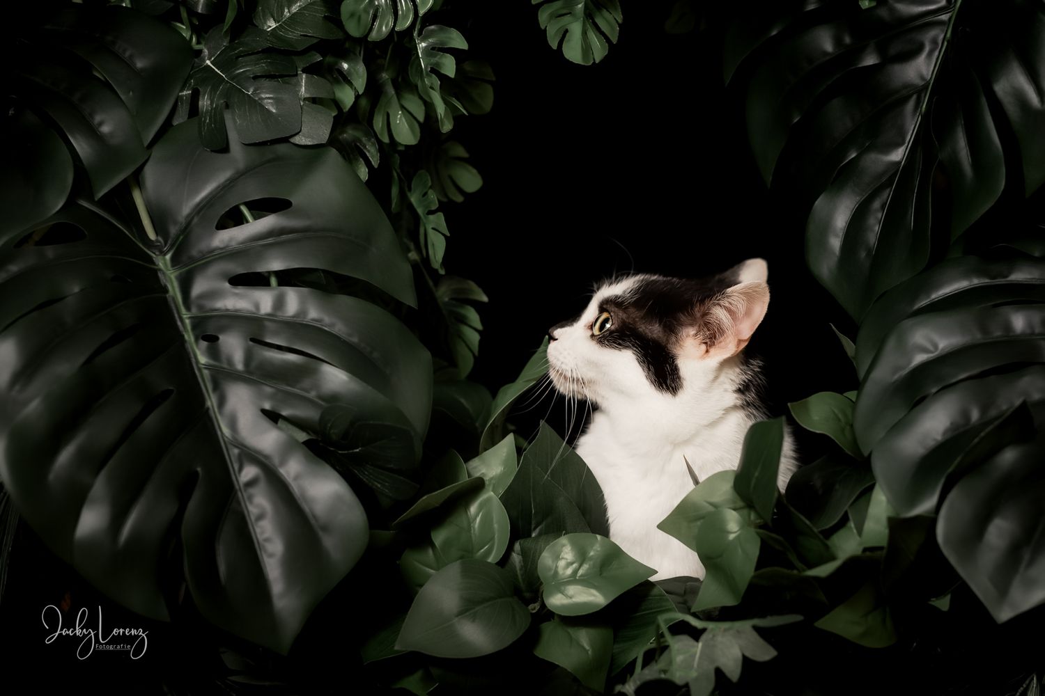 Katzenfotografie in Andernach, Westerwald, Koblenz & Umgebung
Mit bedingungsloser Liebe-
unvergessliche Momente von und mit deiner Fellnase