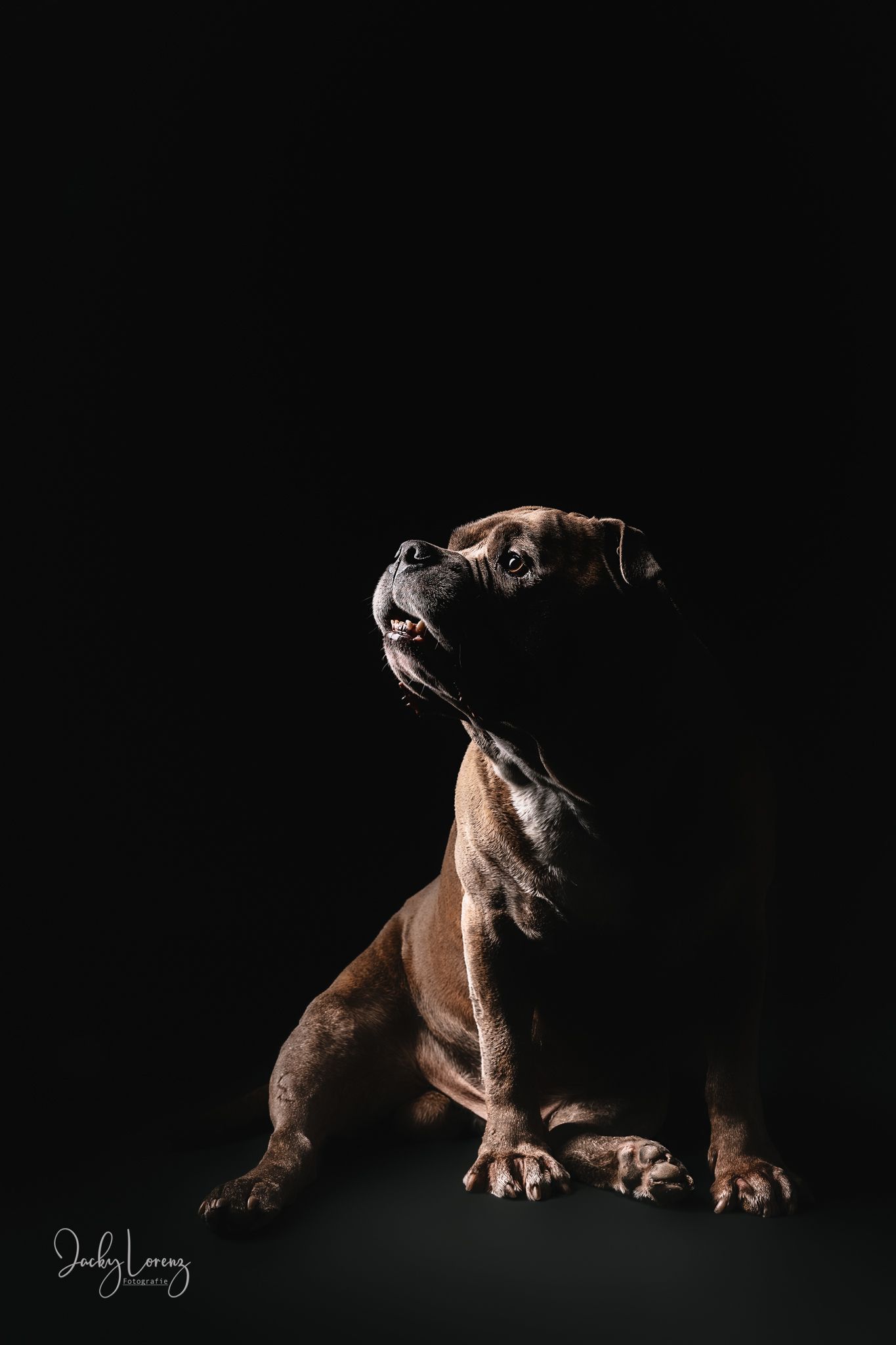 Hundefotografie in Andernach, Westerwald, Koblenz & Umgebung
Mit bedingungsloser Liebe-
unvergessliche Momente von und mit deiner Fellnase