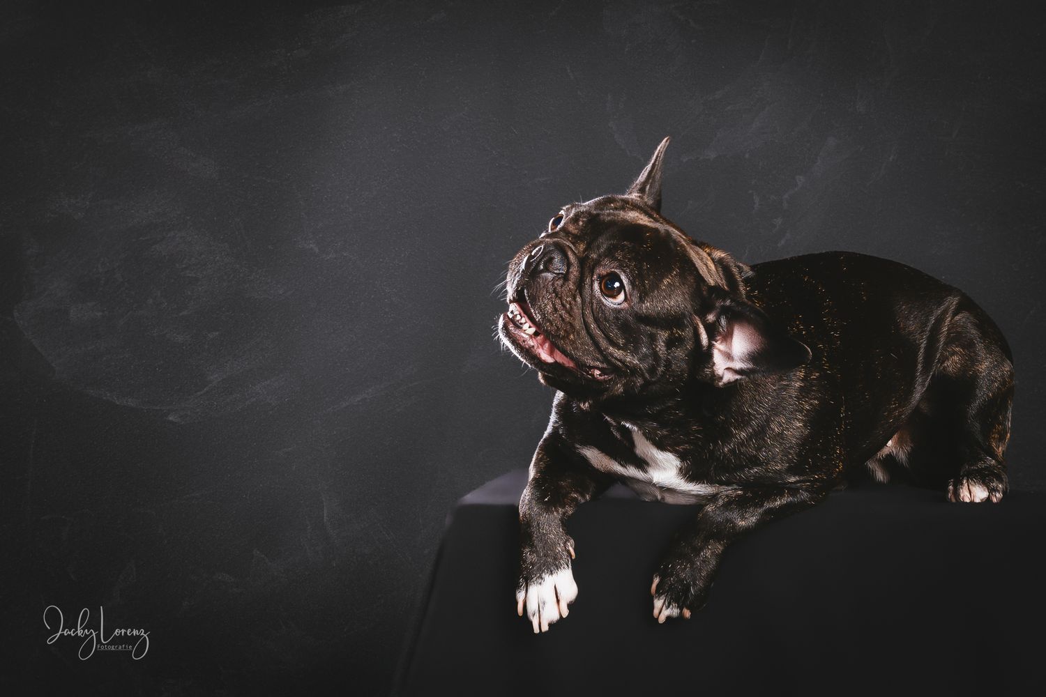 Hundefotografie in Andernach, Westerwald, Koblenz & Umgebung
Mit bedingungsloser Liebe-
unvergessliche Momente von und mit deiner Fellnase