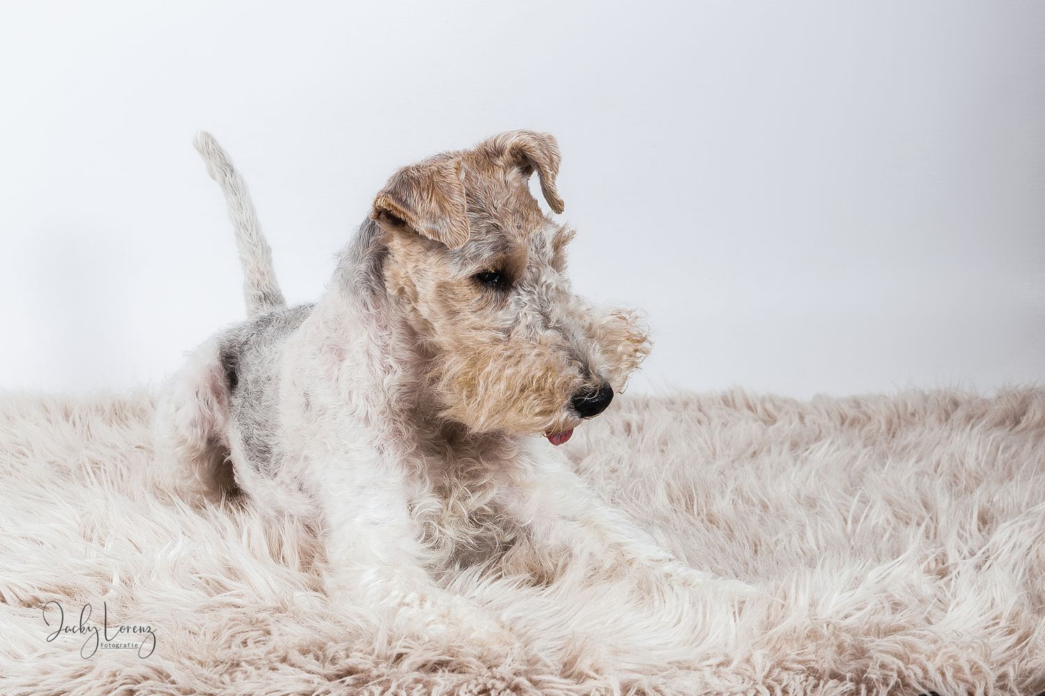 Hundefotografie in Andernach, Westerwald, Koblenz & Umgebung
Mit bedingungsloser Liebe-
unvergessliche Momente von und mit deiner Fellnase