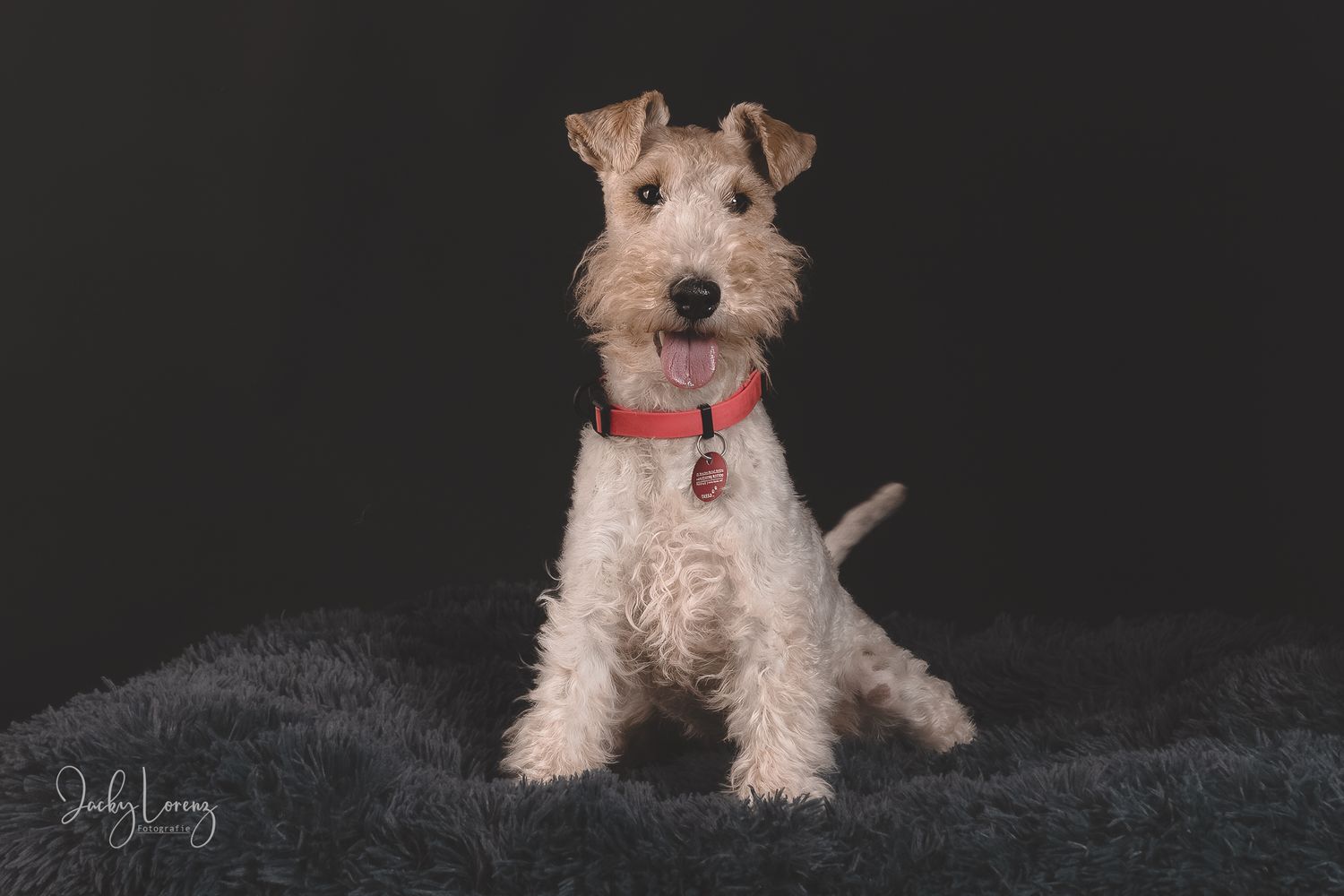 Hundefotografie in Andernach, Westerwald, Koblenz & Umgebung
Mit bedingungsloser Liebe-
unvergessliche Momente von und mit deiner Fellnase