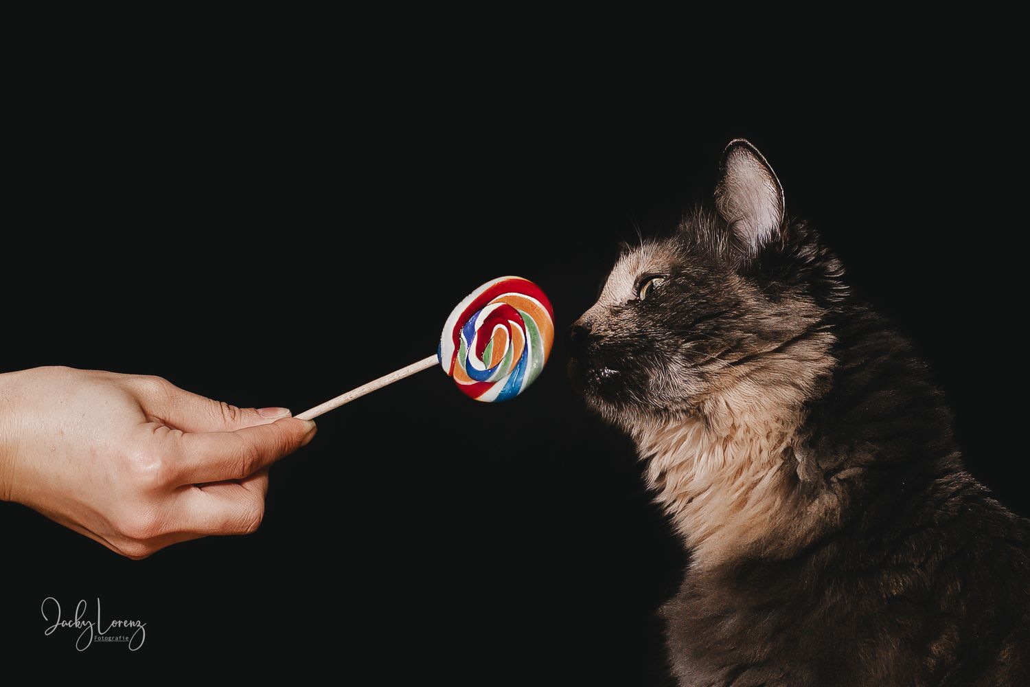 Katzenfotografie in Andernach, Westerwald, Koblenz & Umgebung
Mit bedingungsloser Liebe-
unvergessliche Momente von und mit deiner Fellnase