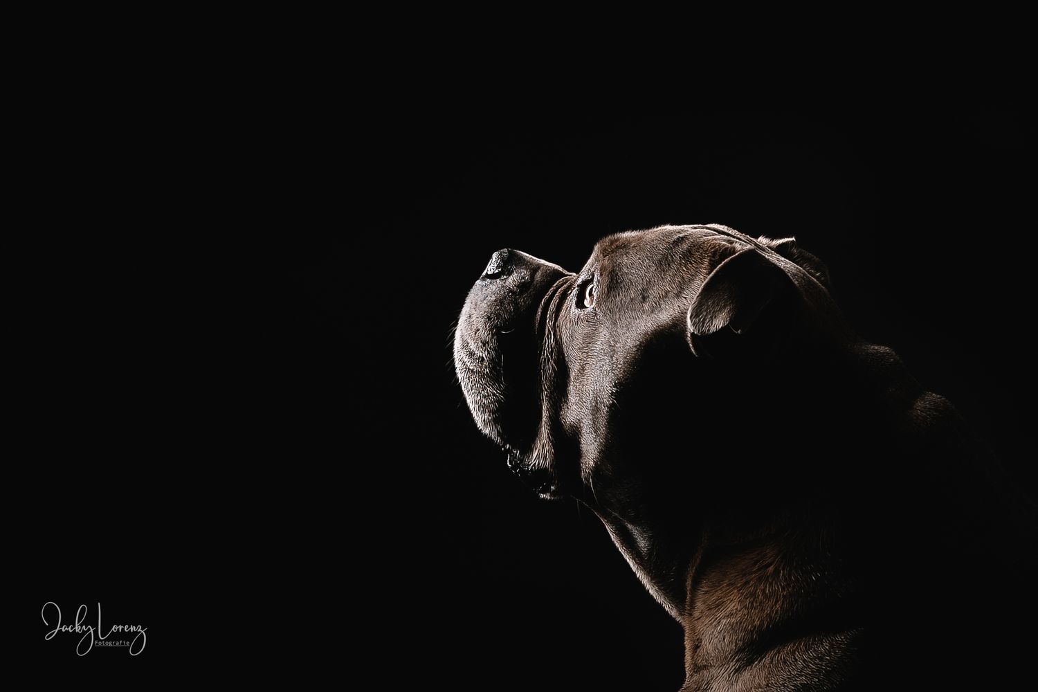Hundefotografie in Andernach, Westerwald, Koblenz & Umgebung
Mit bedingungsloser Liebe-
unvergessliche Momente von und mit deiner Fellnase